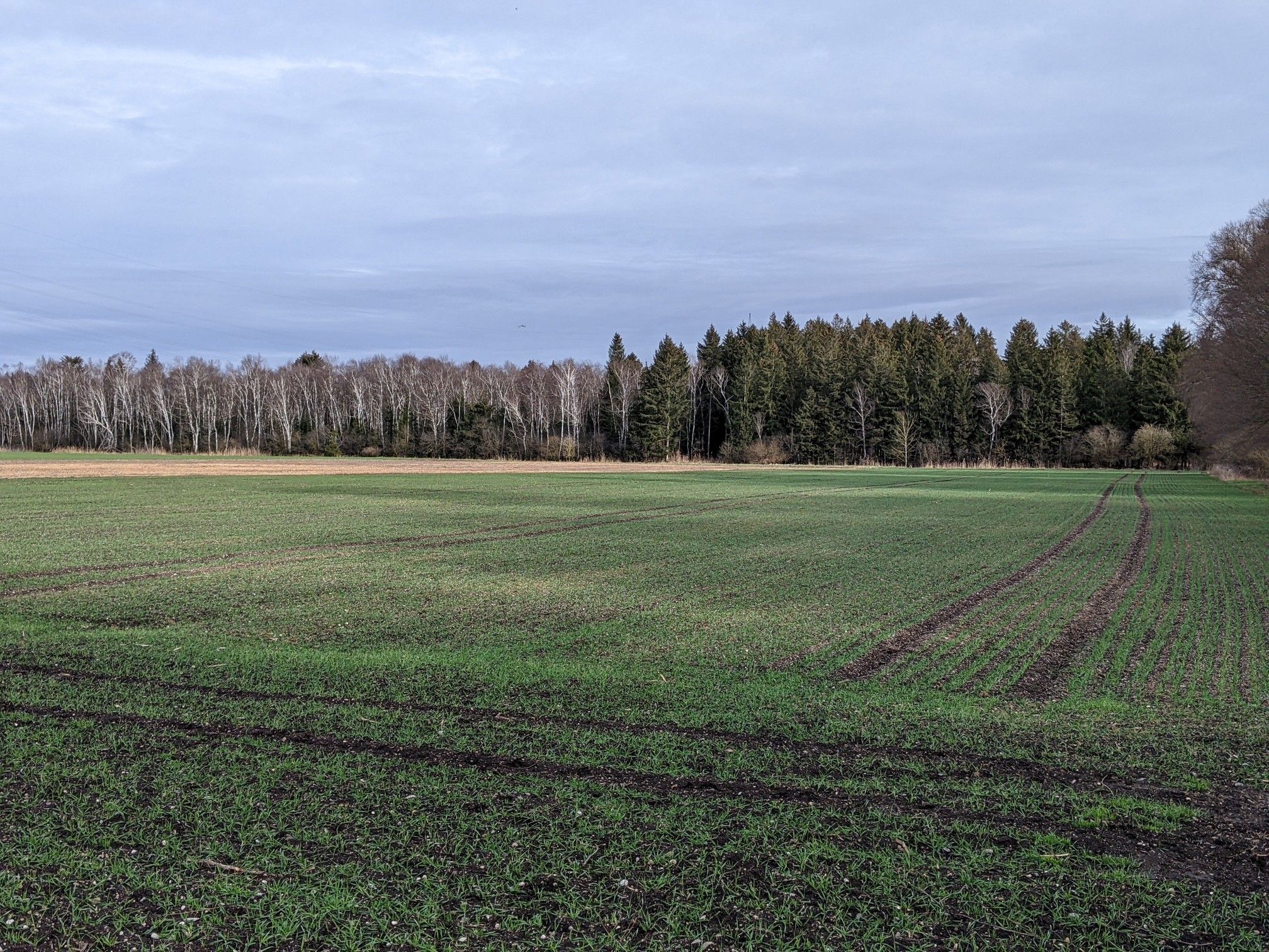 Blick auf das Inhauser Moos
