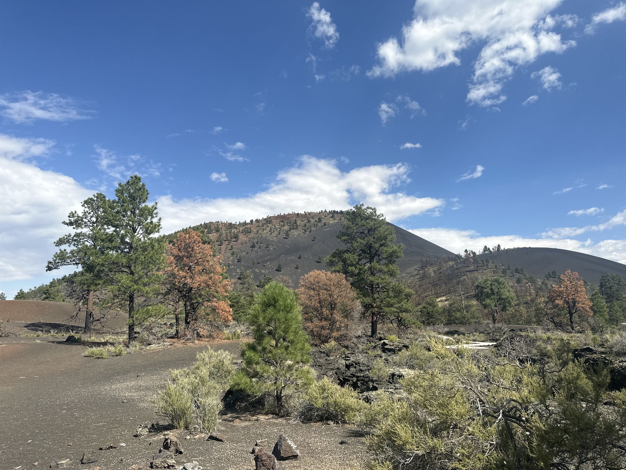 Dark volcanic hills, scattered pines, and shrubs under a bright blue sky. - Lava Flow Trail