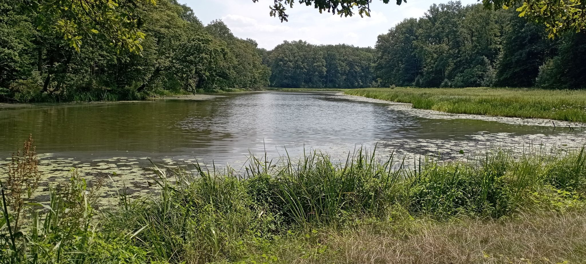 Gęsi staw