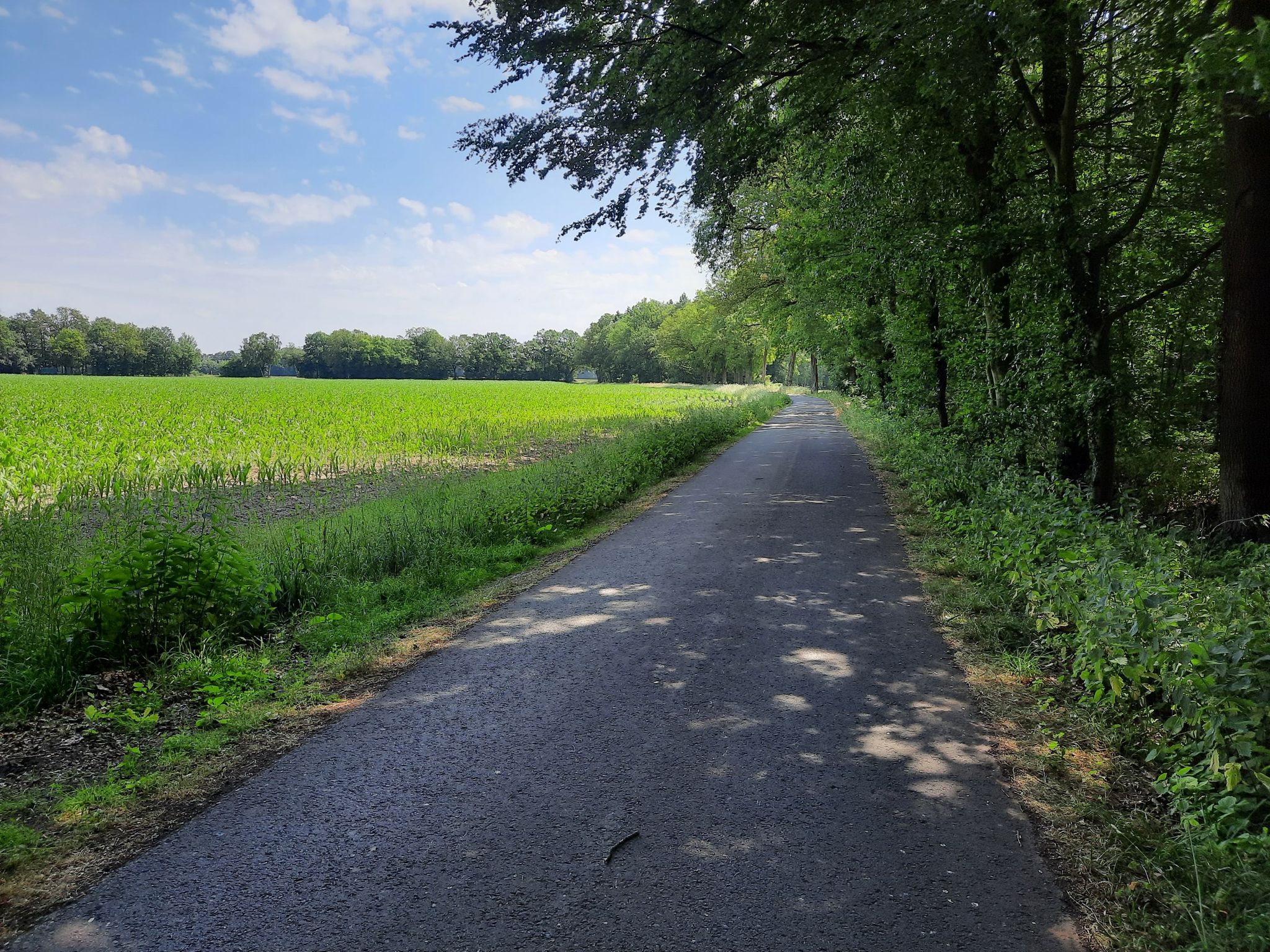 ...angenehm im Schatten der Bäume zu radeln