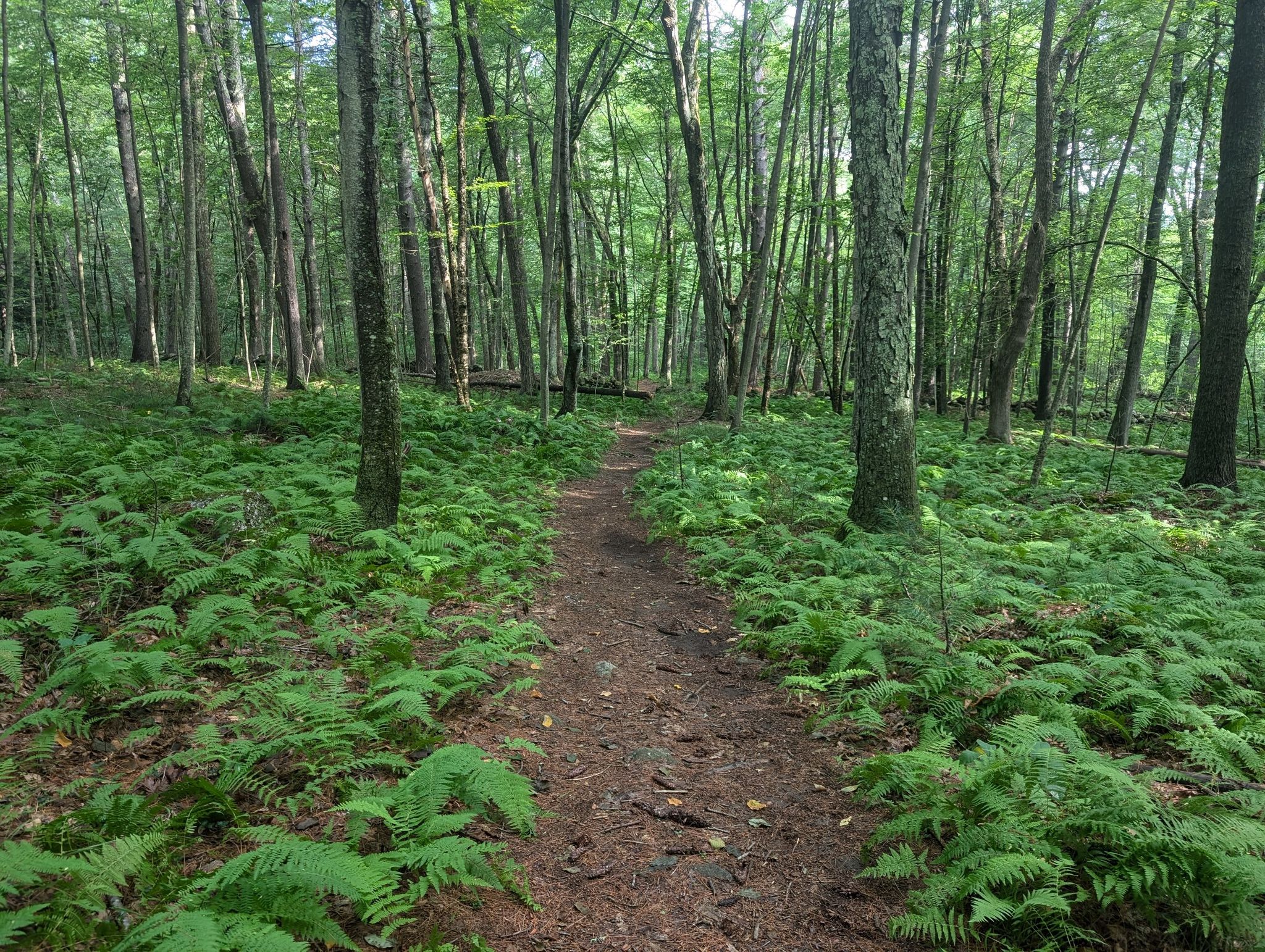 A dirt path winds through a lush green forest filled with ferns and tall trees. - Hutchins Pond – Punkatasset Conservation Land loop from Great Meadows National Wildlife Refuge