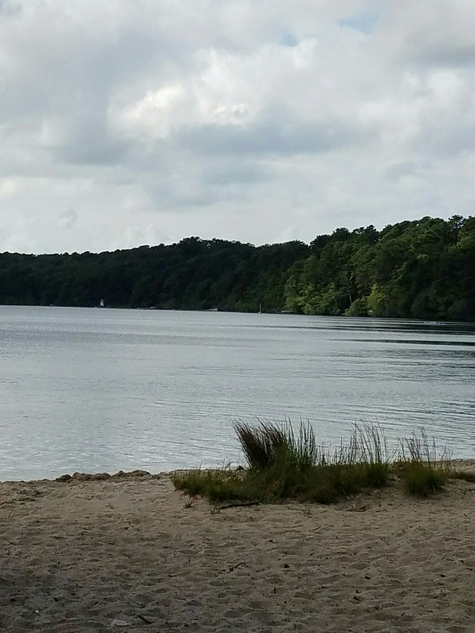 Sandy shore with tall grass by a lake and dense forest under cloudy sky. - Cape Cod Rail Trail