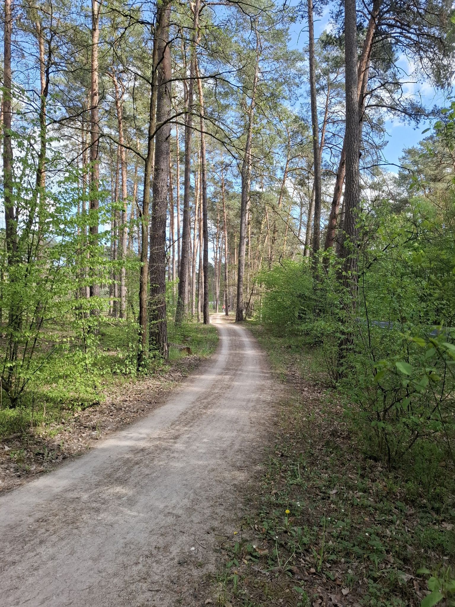 Szutrowe leśne drogi - żałowałem, że nie miałem roweru...