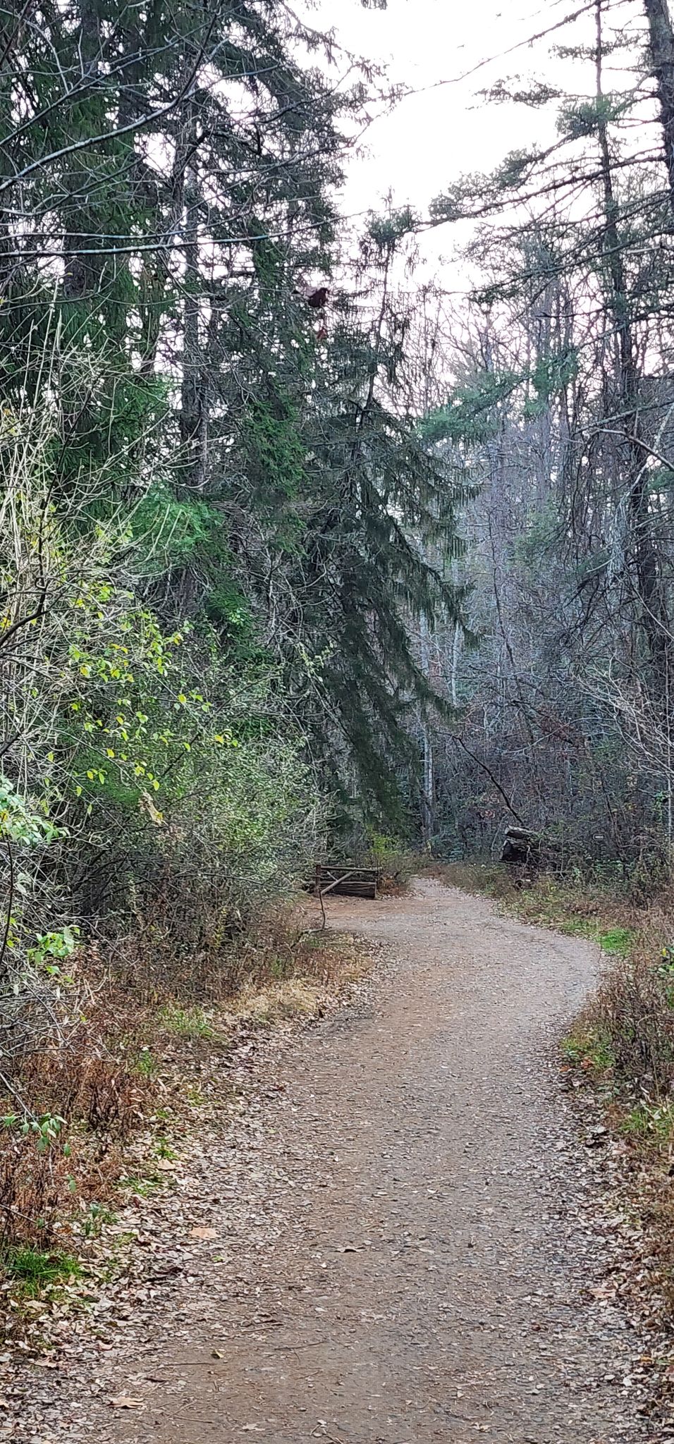 A dirt path leads into a dense forest with tall trees and a log bench. - Hard Times Road loop from North Carolina Arboretum