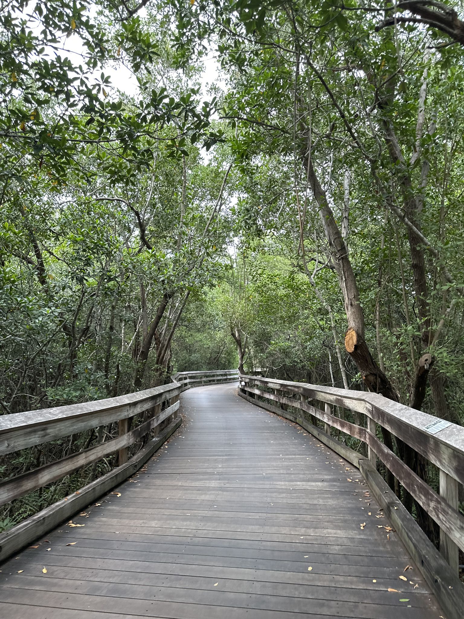 A long wooden boardwalk winding through a dense green forest under bright light. - Clam Pass Boardwalk – Clam Pass Boardwalk loop from North Naples