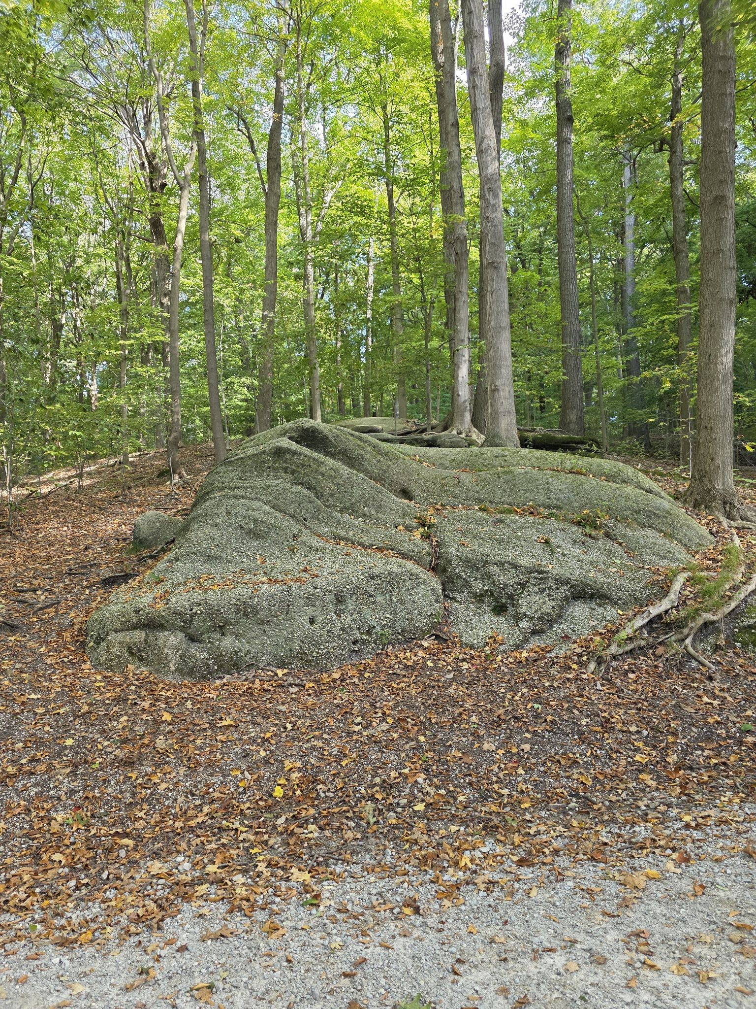 Large moss-covered rock formation on a forest floor with tall trees. - Quarry Pond – Chapin Forest Reservation loop from Chapin Forest Reservation