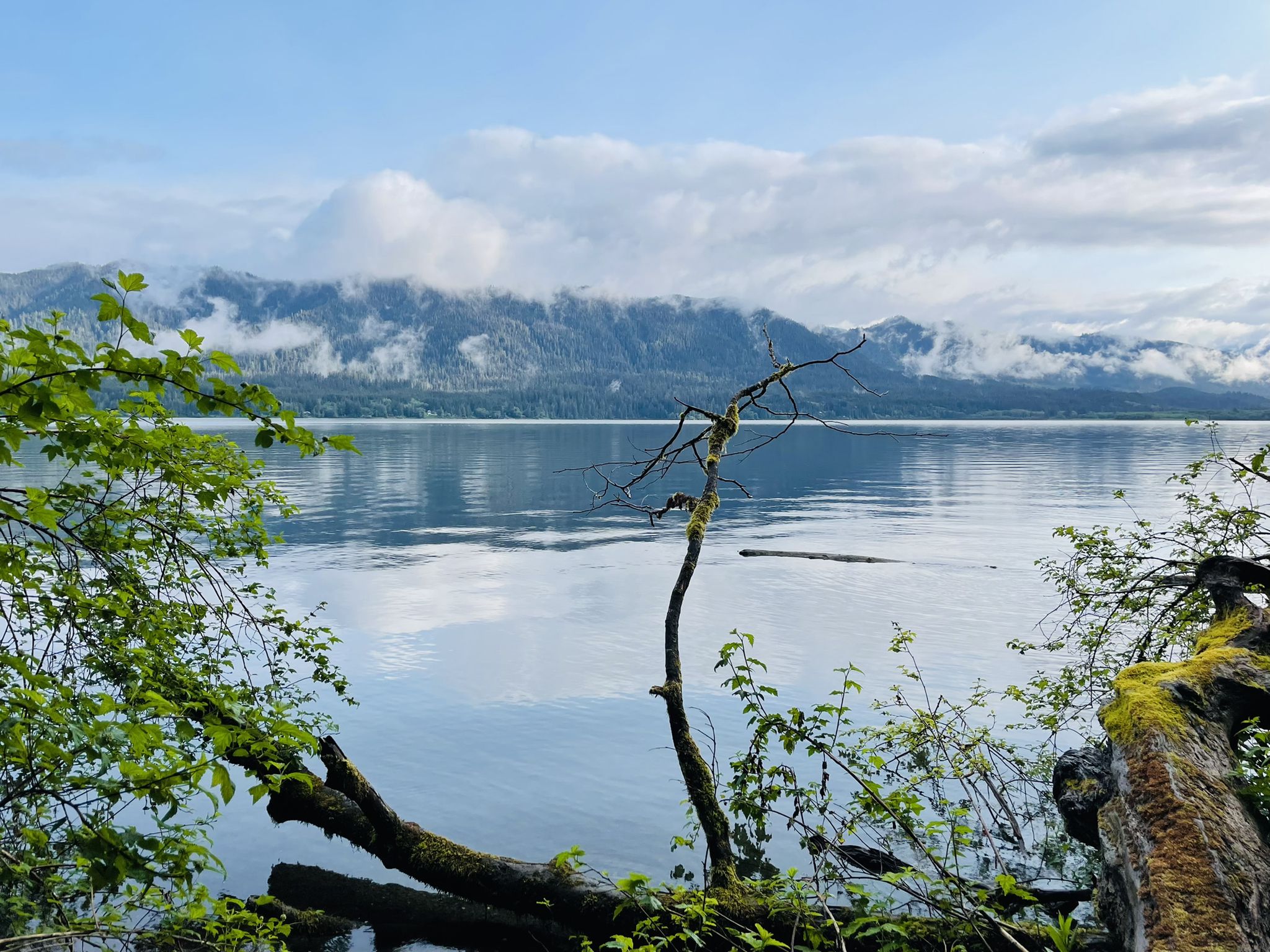 A serene lake reflects cloudy mountains, framed by green foliage and a dead tree. - Quinault Loop Trail