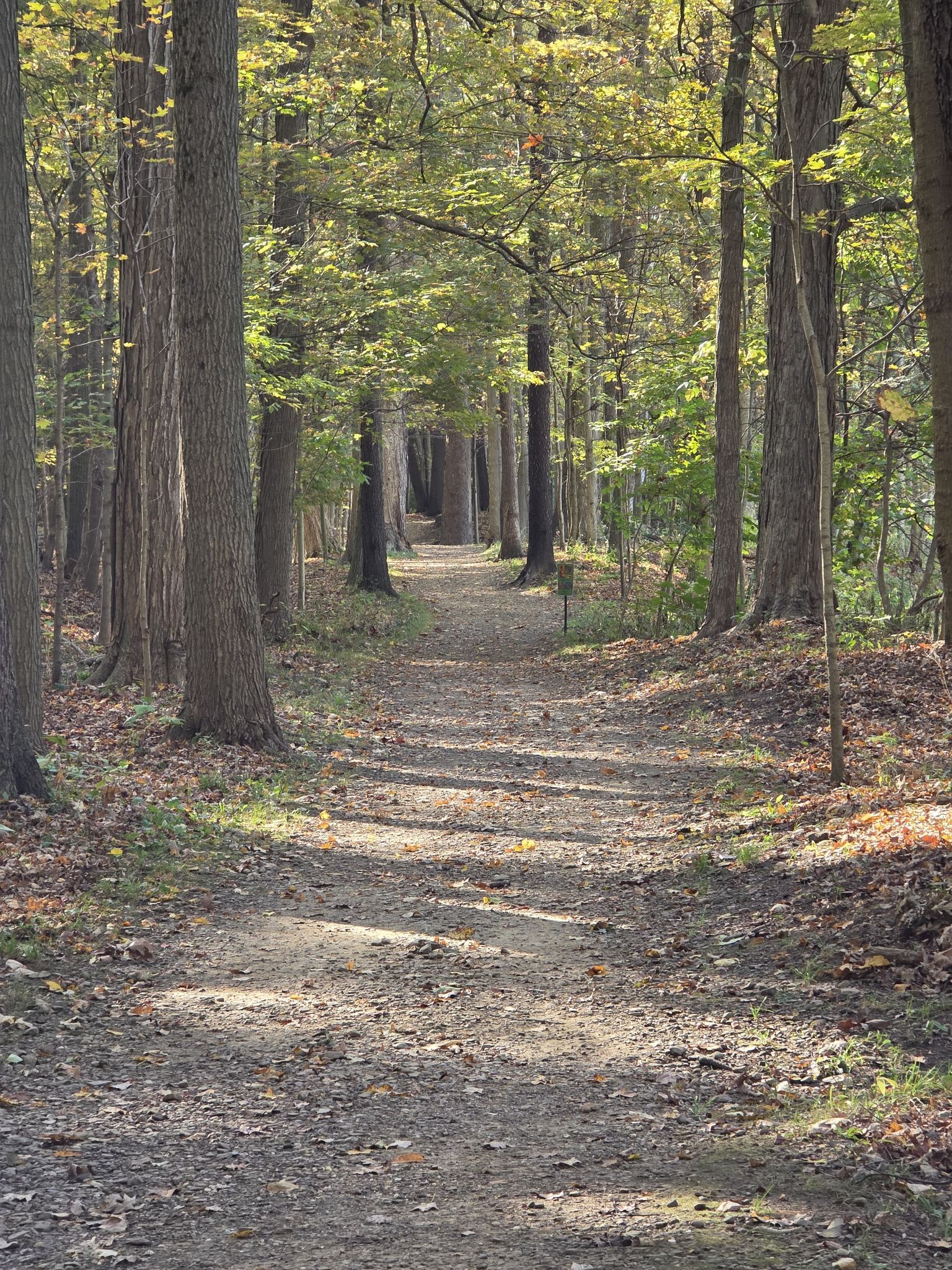 A sun-dappled dirt path winds through a dense, tall forest. - Rock Creek and Old Mill Trails Loop