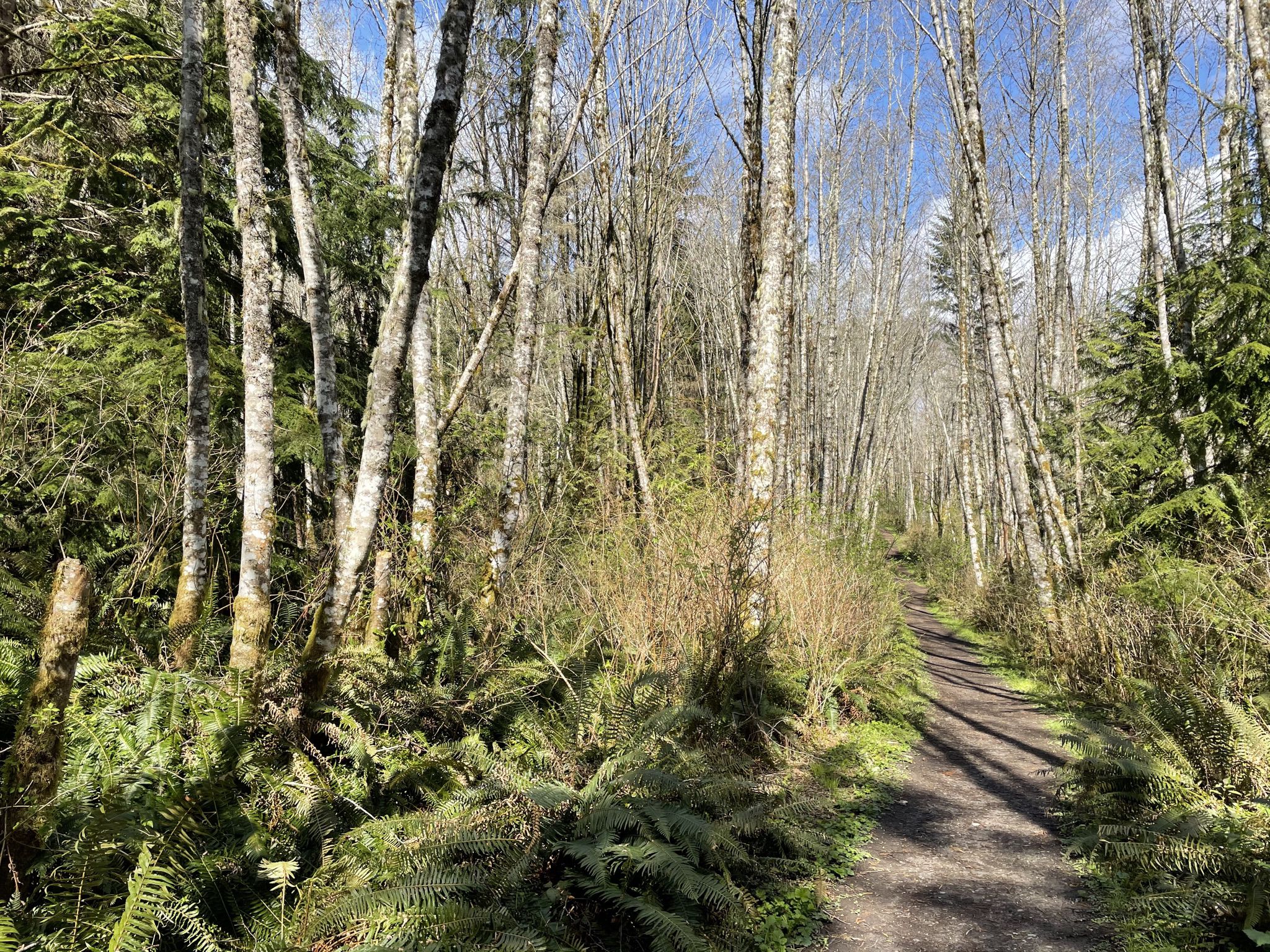 Bright forest path lined with ferns and tall bare trees under sunny skies. - Spine Line, Ravine Run, White Horse, and Boundary Trails Loop