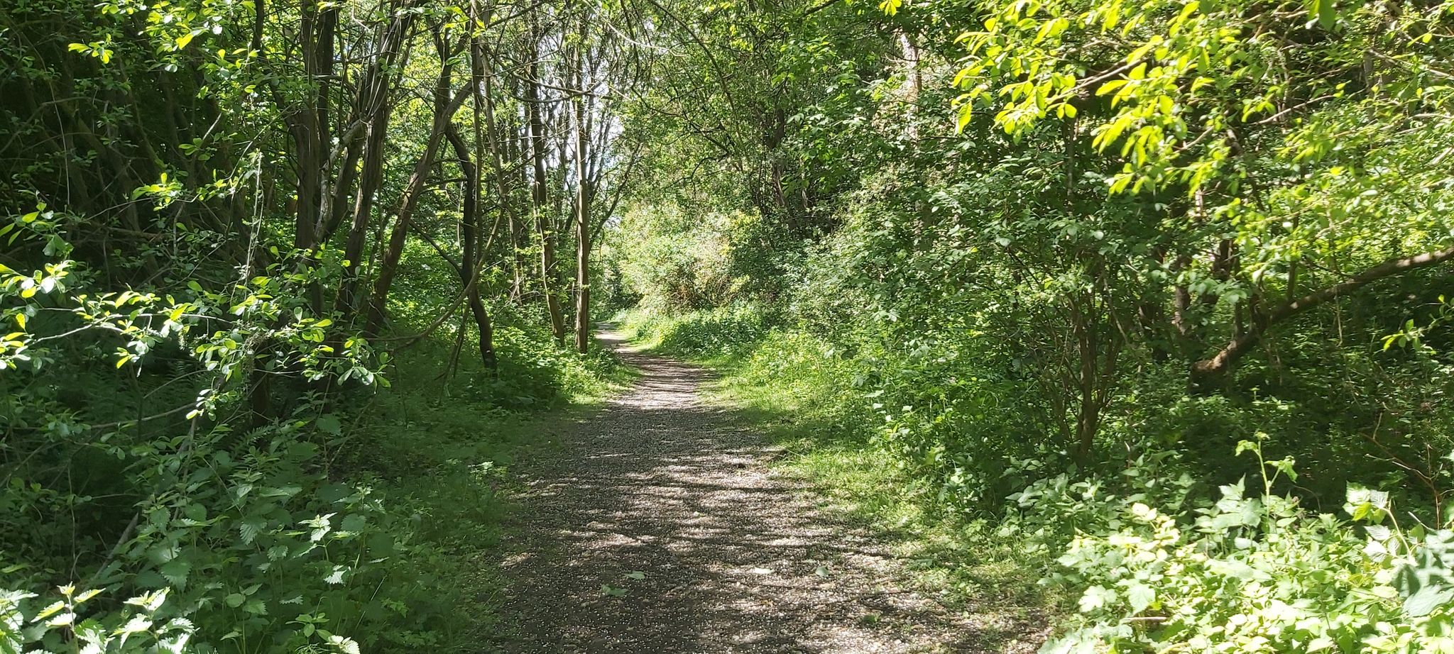 View along woodland path