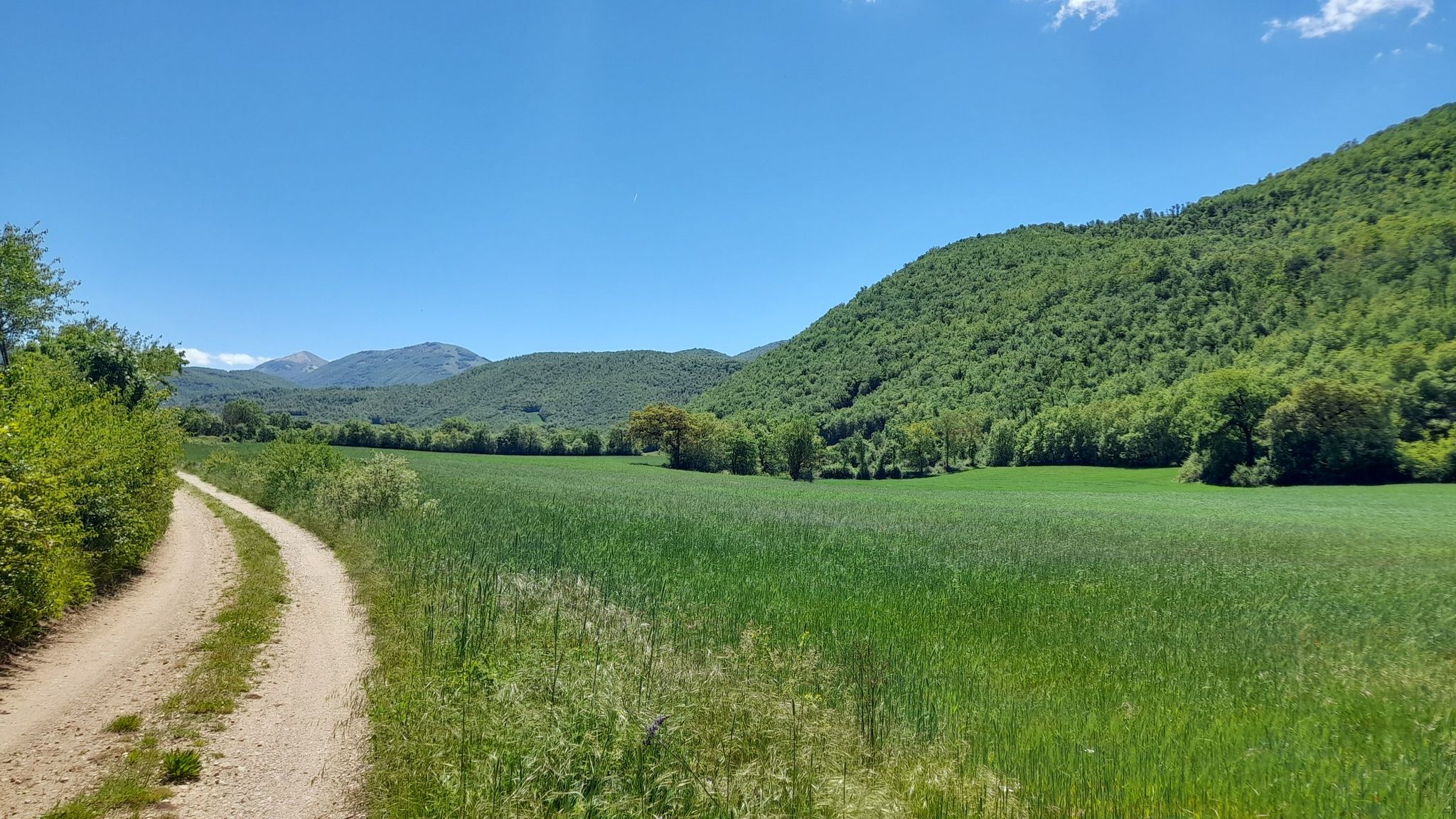 Tutto verde!