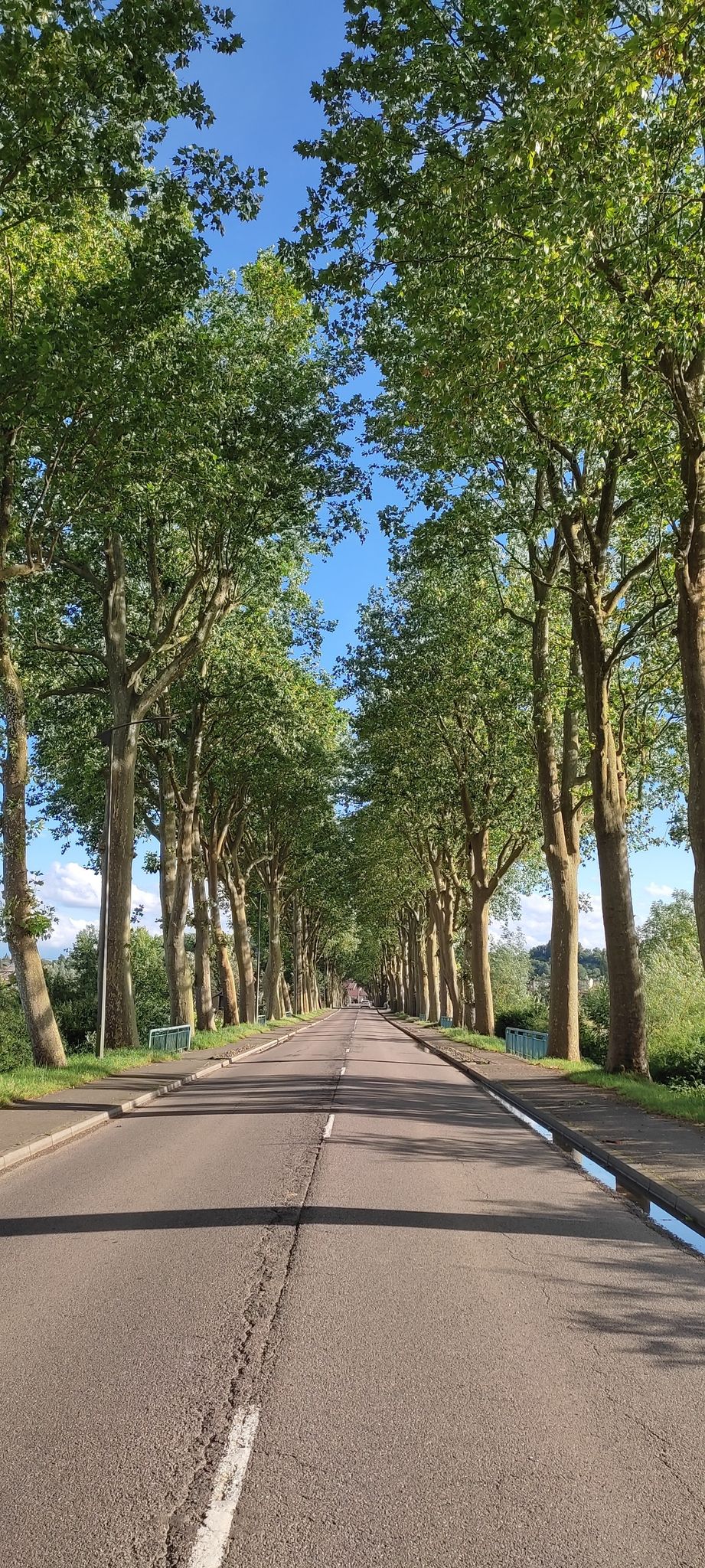 Platanenallee