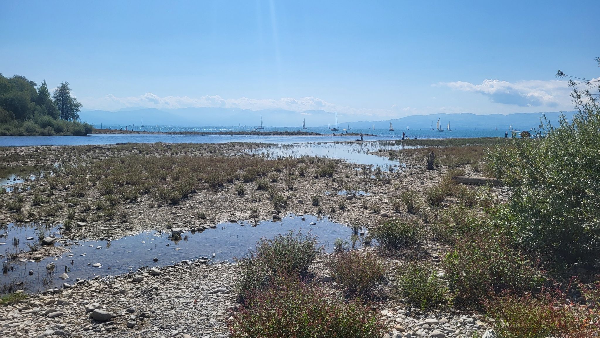 die Argen-Mündung. Vor ein paar Jahren war das hier im Sommer noch alles unter Wasser