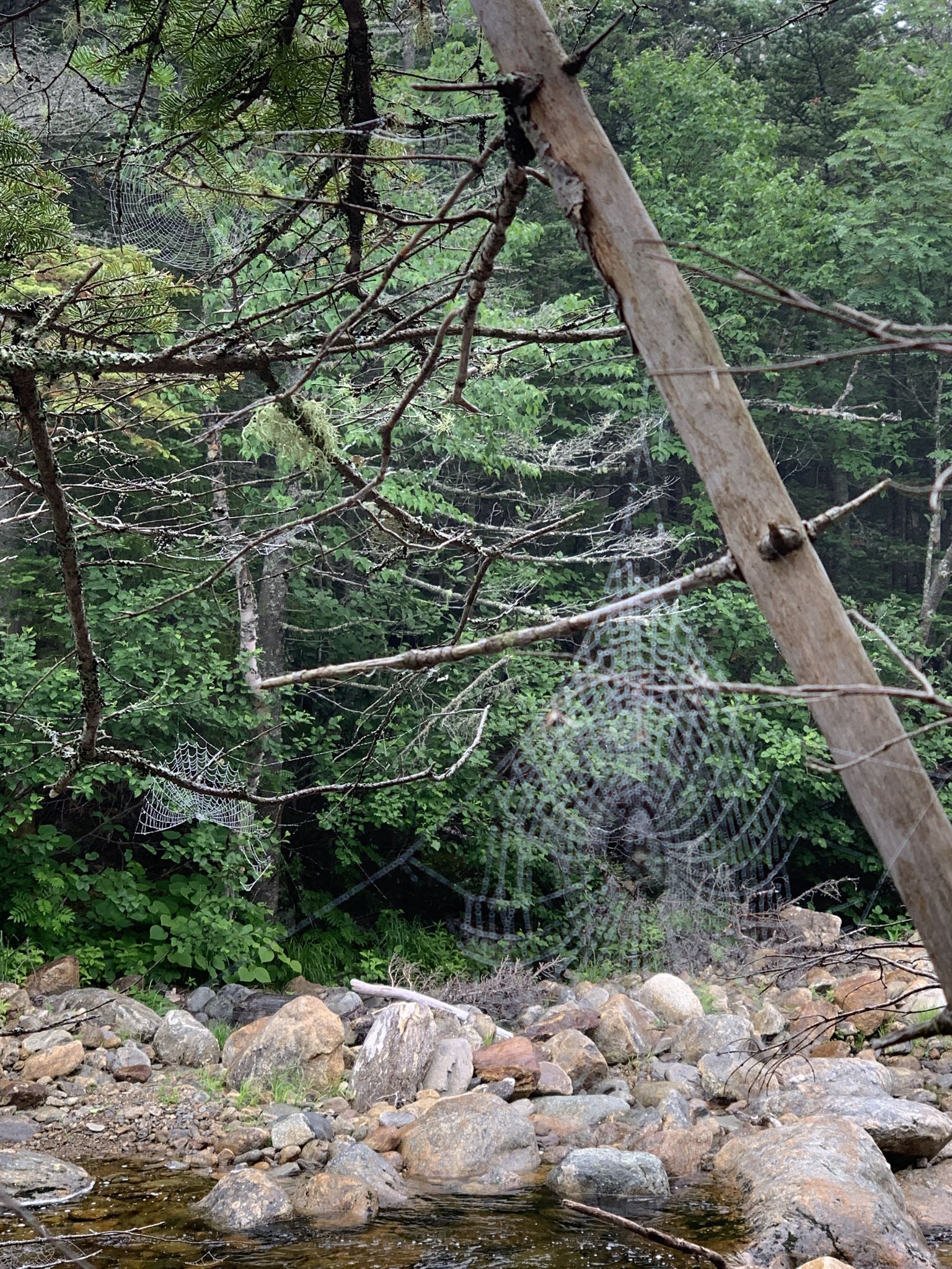 Large spiderweb between a leaning tree and dense forest with rocky stream. - Mount Isolation via Rocky Branch Trail