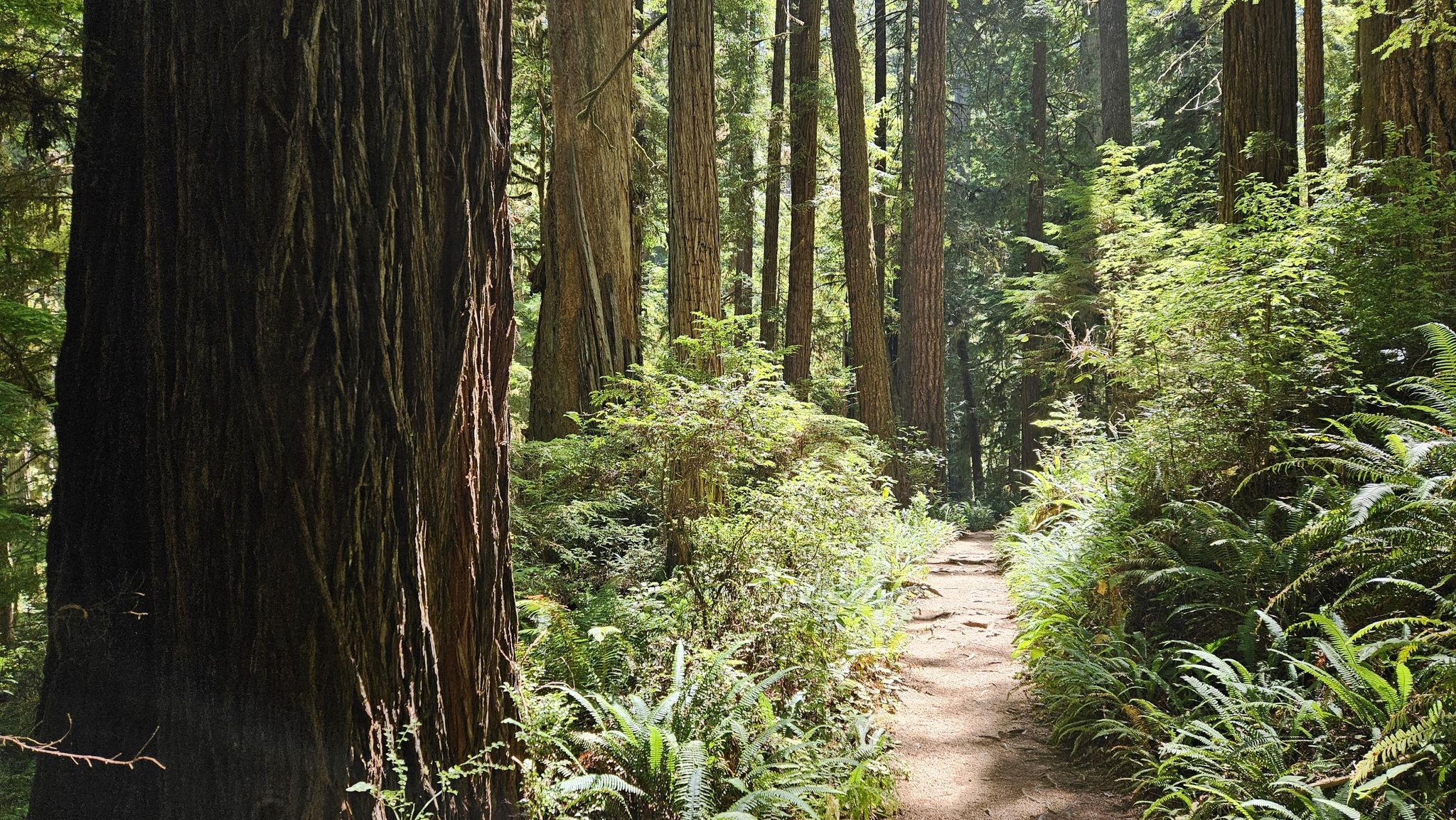 A sunlit dirt path winds through a dense forest of tall trees and ferns. - James Irvine, Fern Canyon, Friendship Ridge, and West Ridge Loop