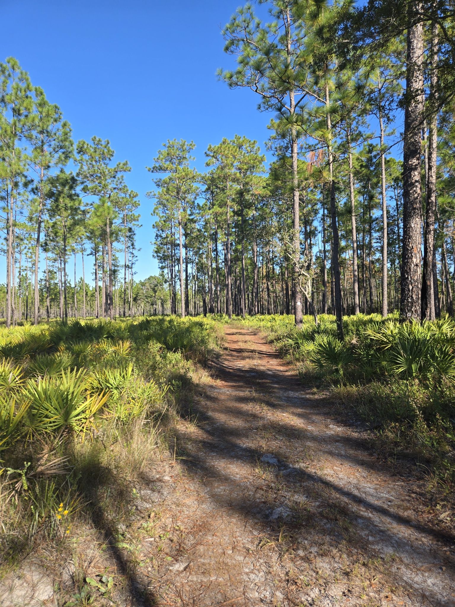 Sunny dirt path winding through a tall pine forest with green undergrowth. - Longleaf Flatwoods White, Yellow, and Red Loop