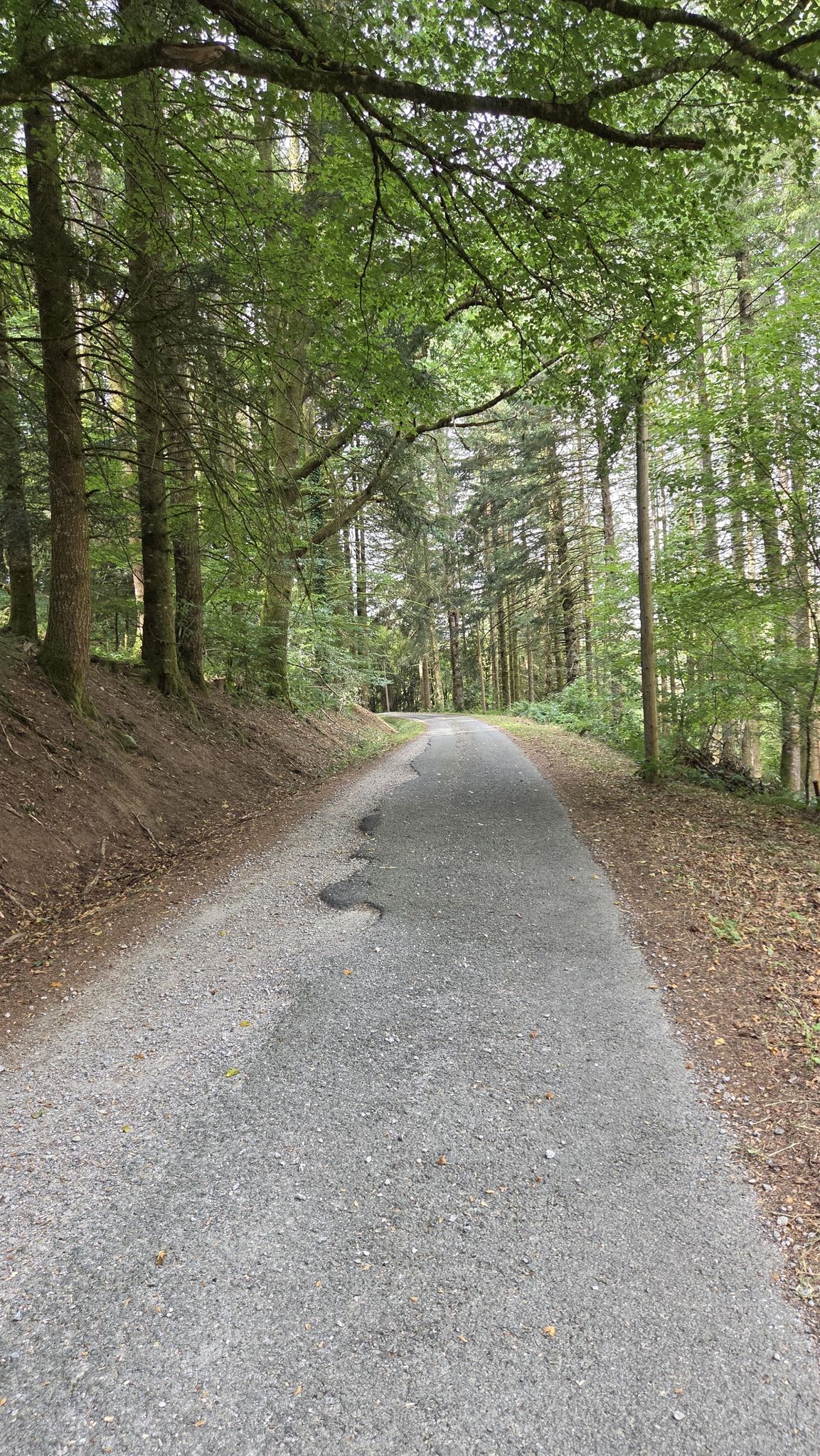 j'ai préféré prendre cette petite route, si l'on peut dire, plutôt que les sentiers aléatoires dans la forêt