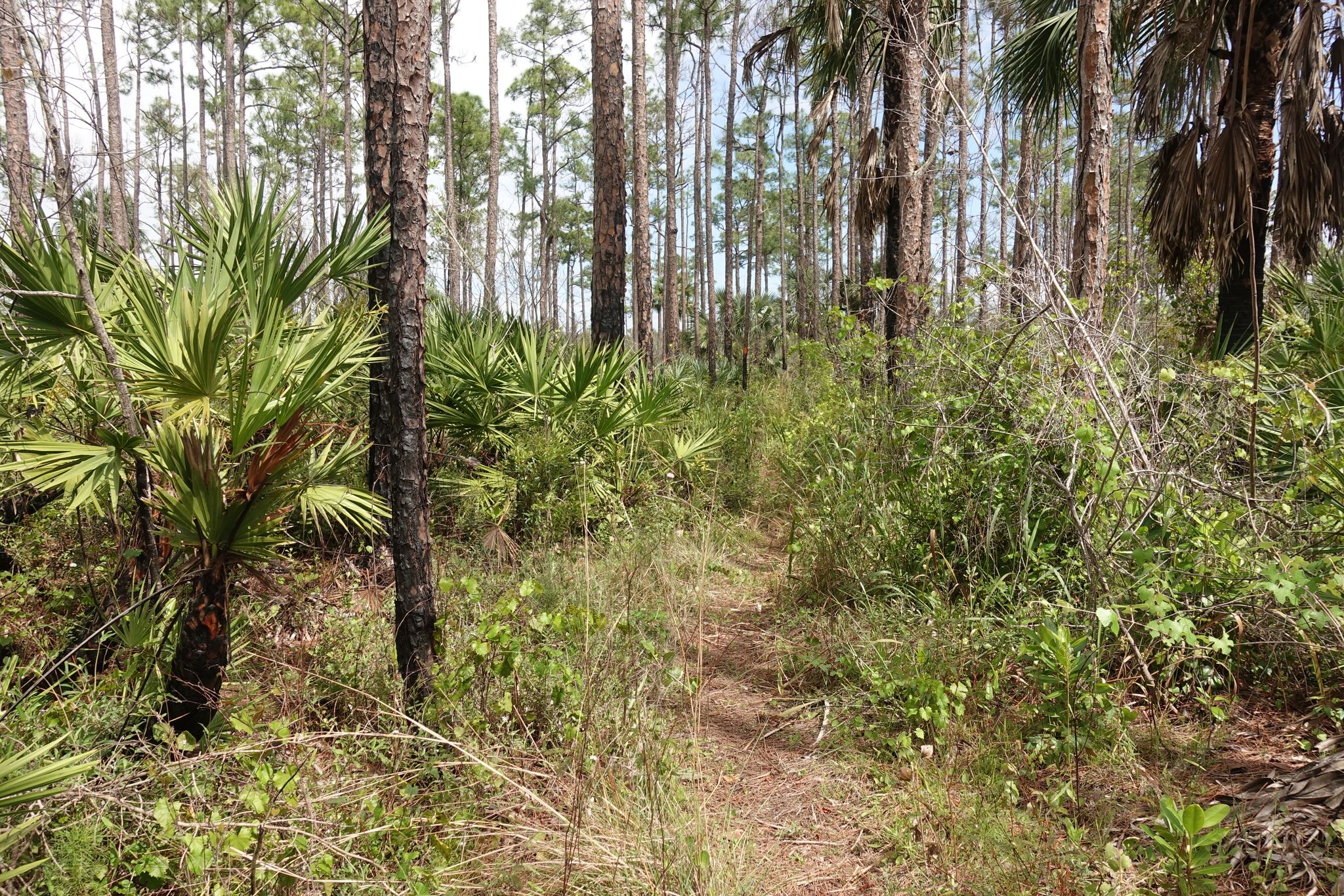 Narrow dirt trail winding through a dense forest of pine and palm trees. - Ocean to Lake Hiking Trail