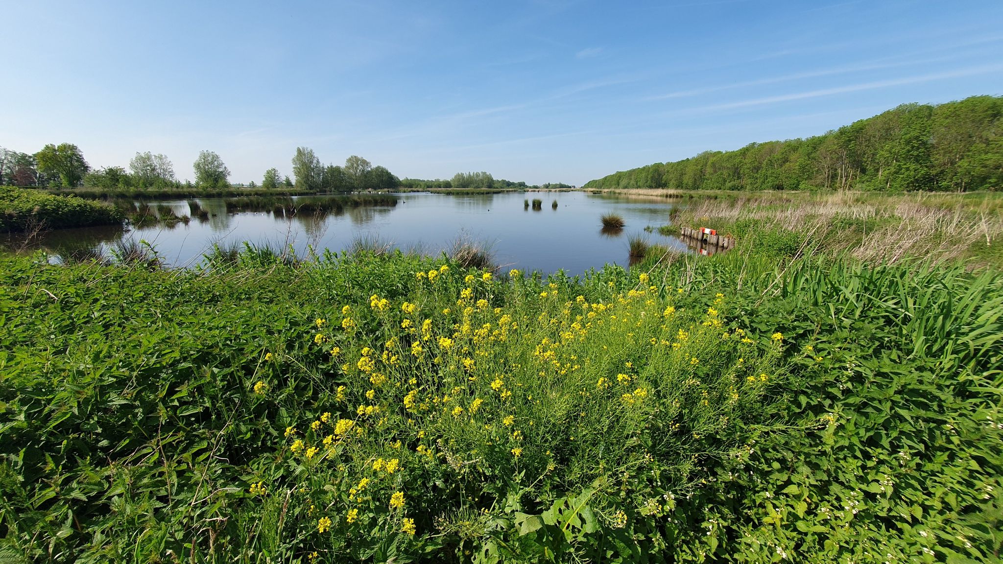 Lepelaars, grote zilverreiger, rietzangers, kleine karekiet, bruine kiekendief enz.
