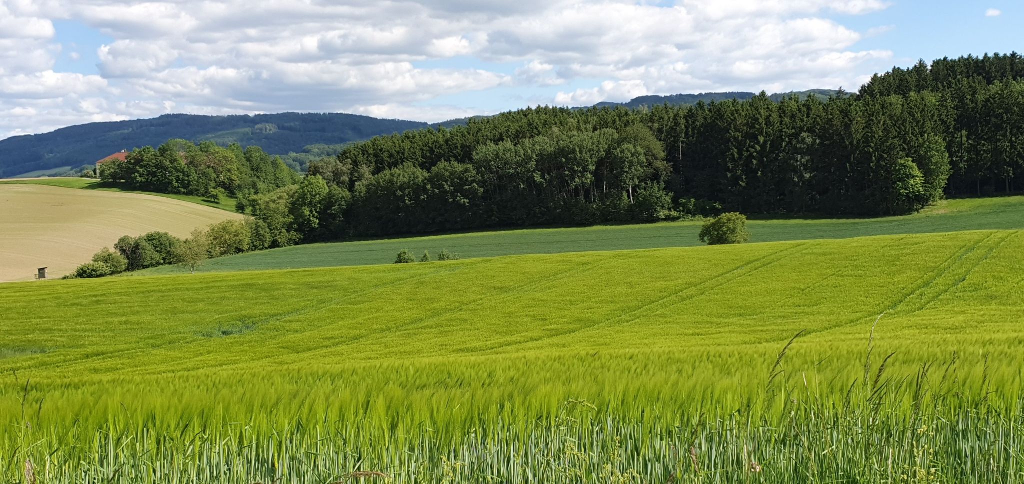so viel grün