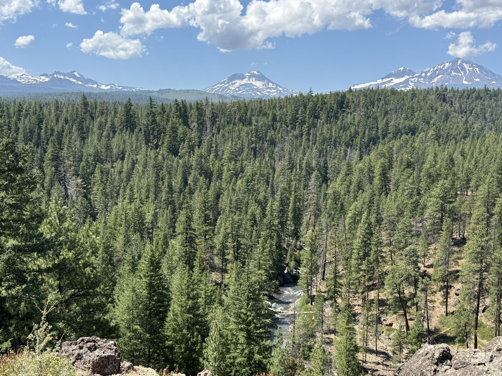 A river flows through a dense pine forest with snow-capped mountains beyond. - Whychus Creek Overlook Trail