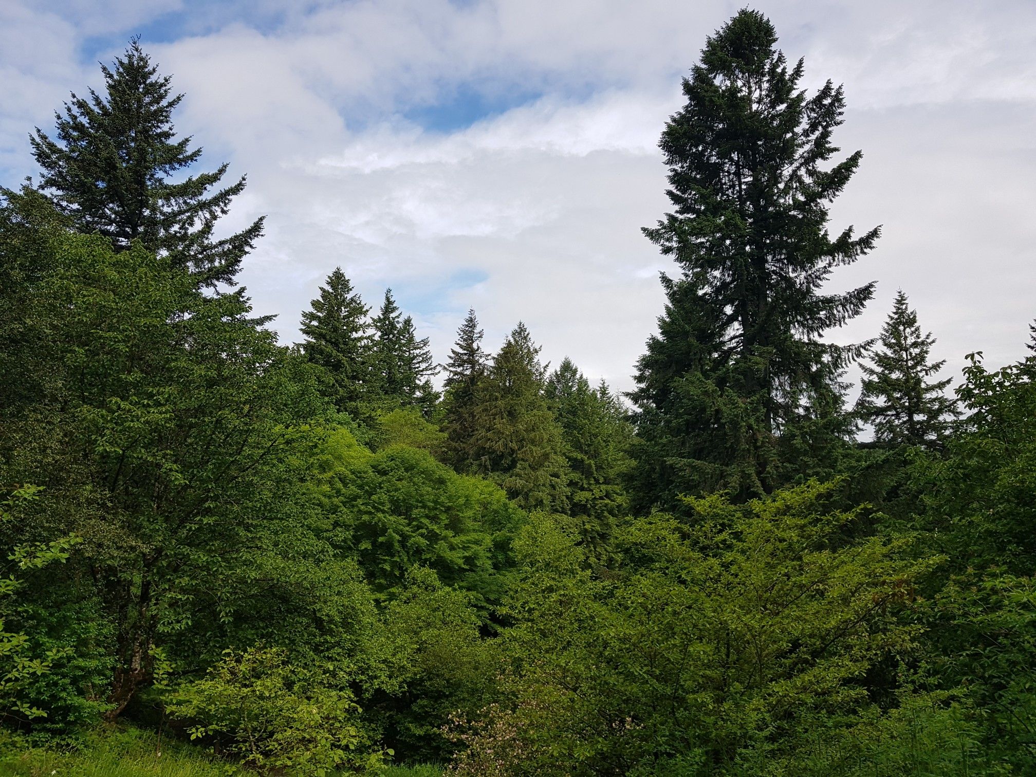 Lush green forest with tall evergreen trees under a partly cloudy sky. - Maple, Overlook, Hawthorn and Walnut Loop