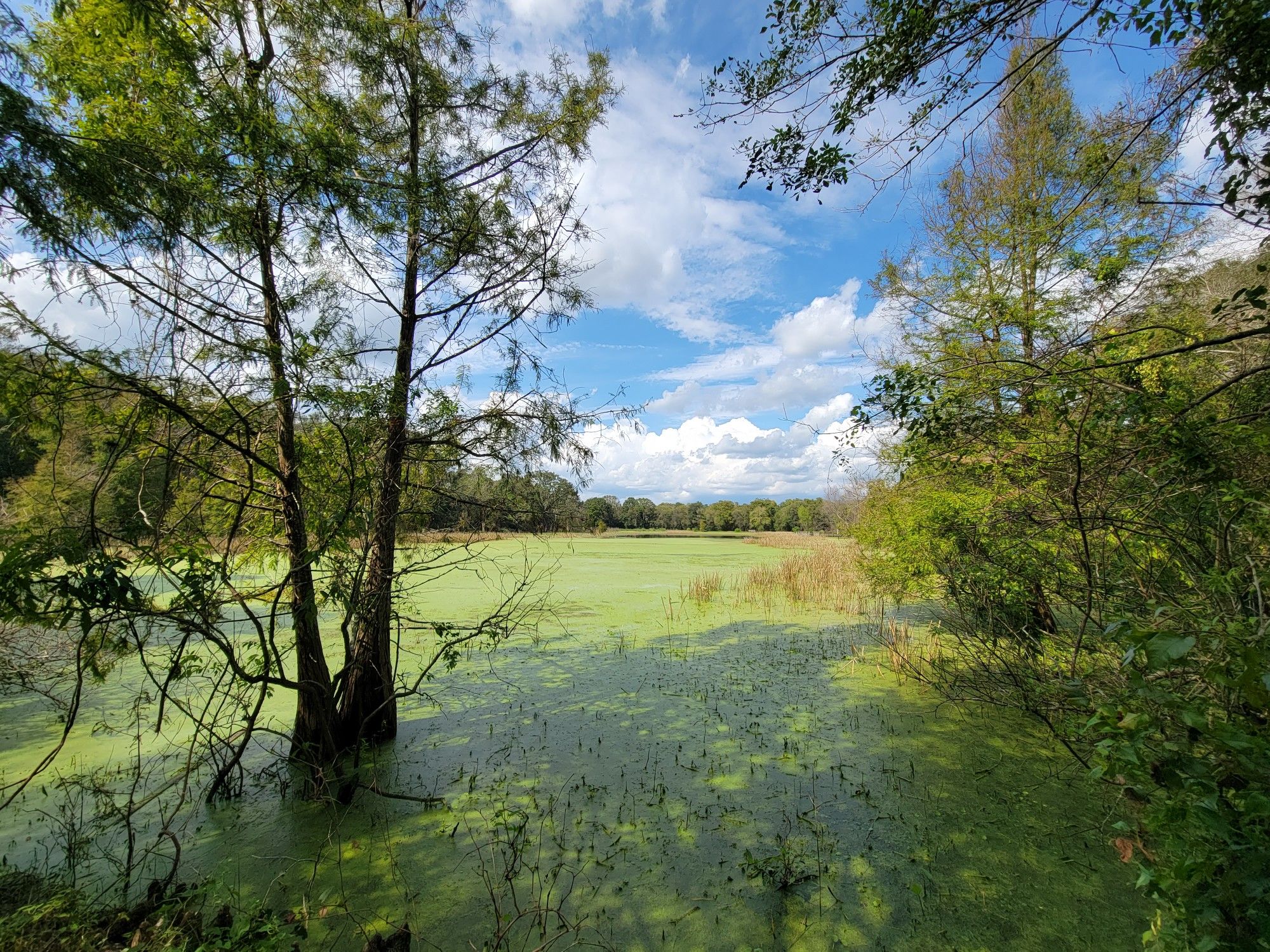 Vibrant green swampy water surrounded by trees under a bright blue sky. - Brazos Bend State Park MTB Loop