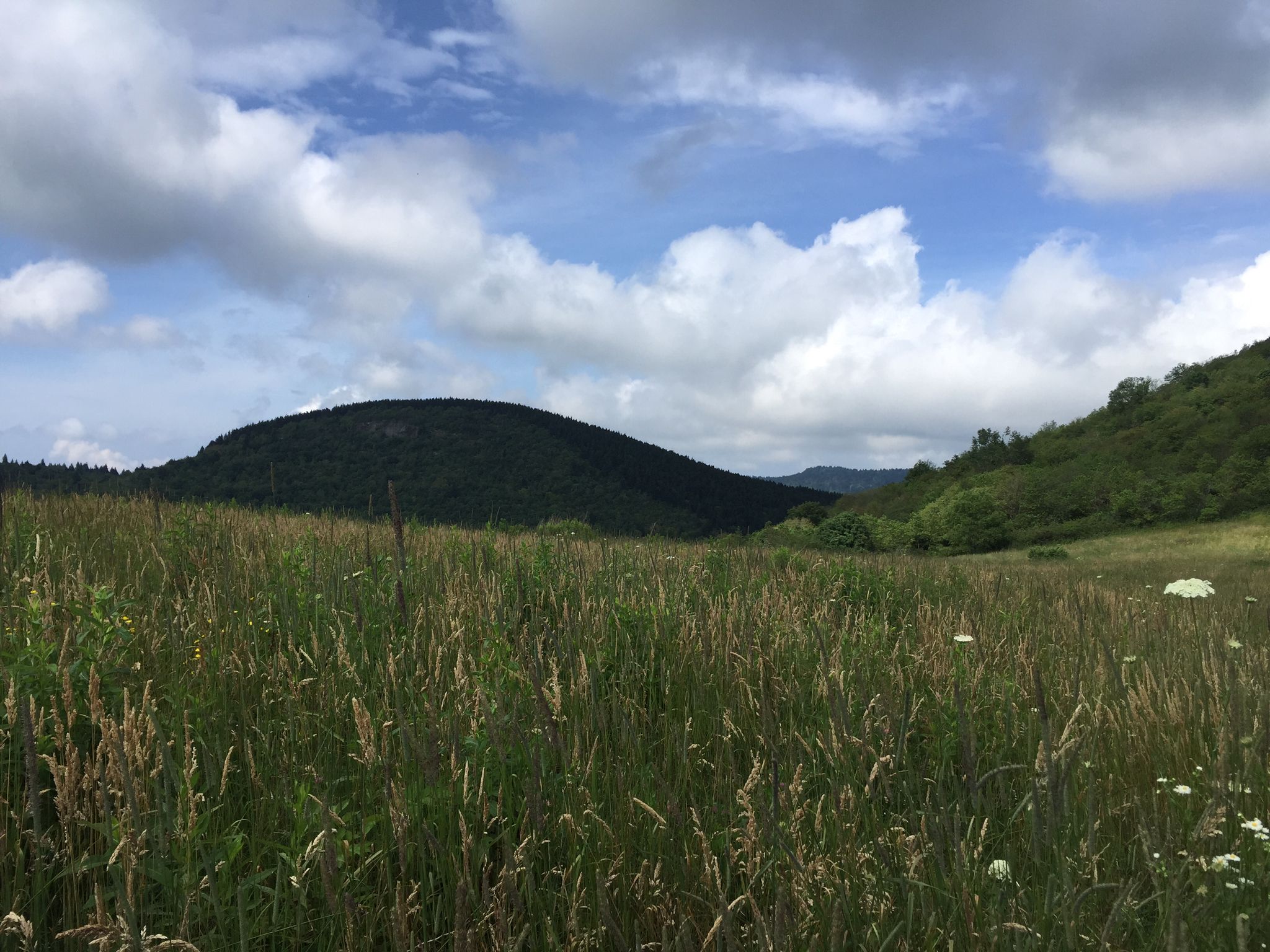 Wide grassy field with a dark forested hill under a partly cloudy sky. - Sam Knob Trail
