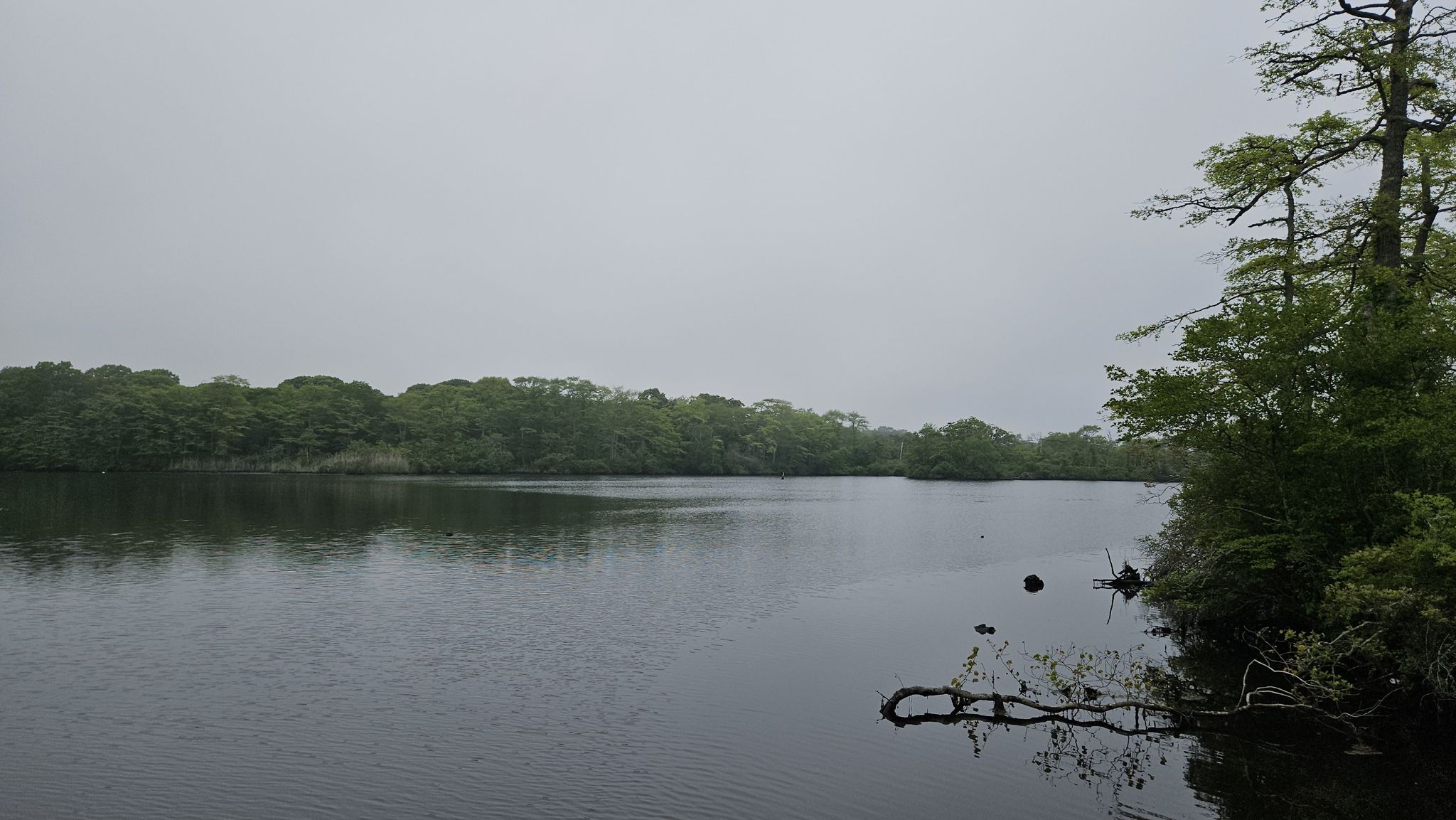 Overcast sky above a calm lake surrounded by dense green trees. - White Oak Trail