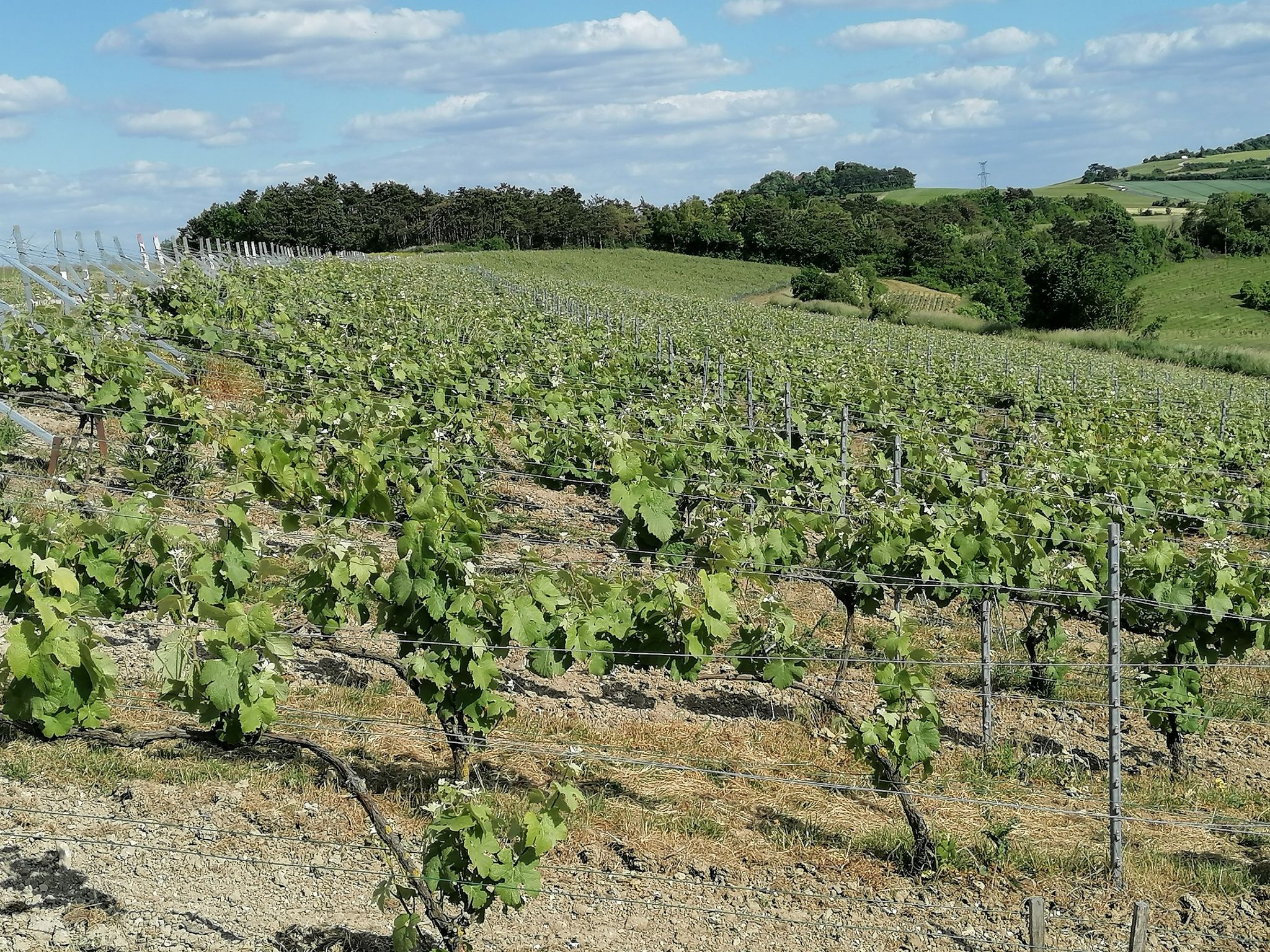 Weinberge
