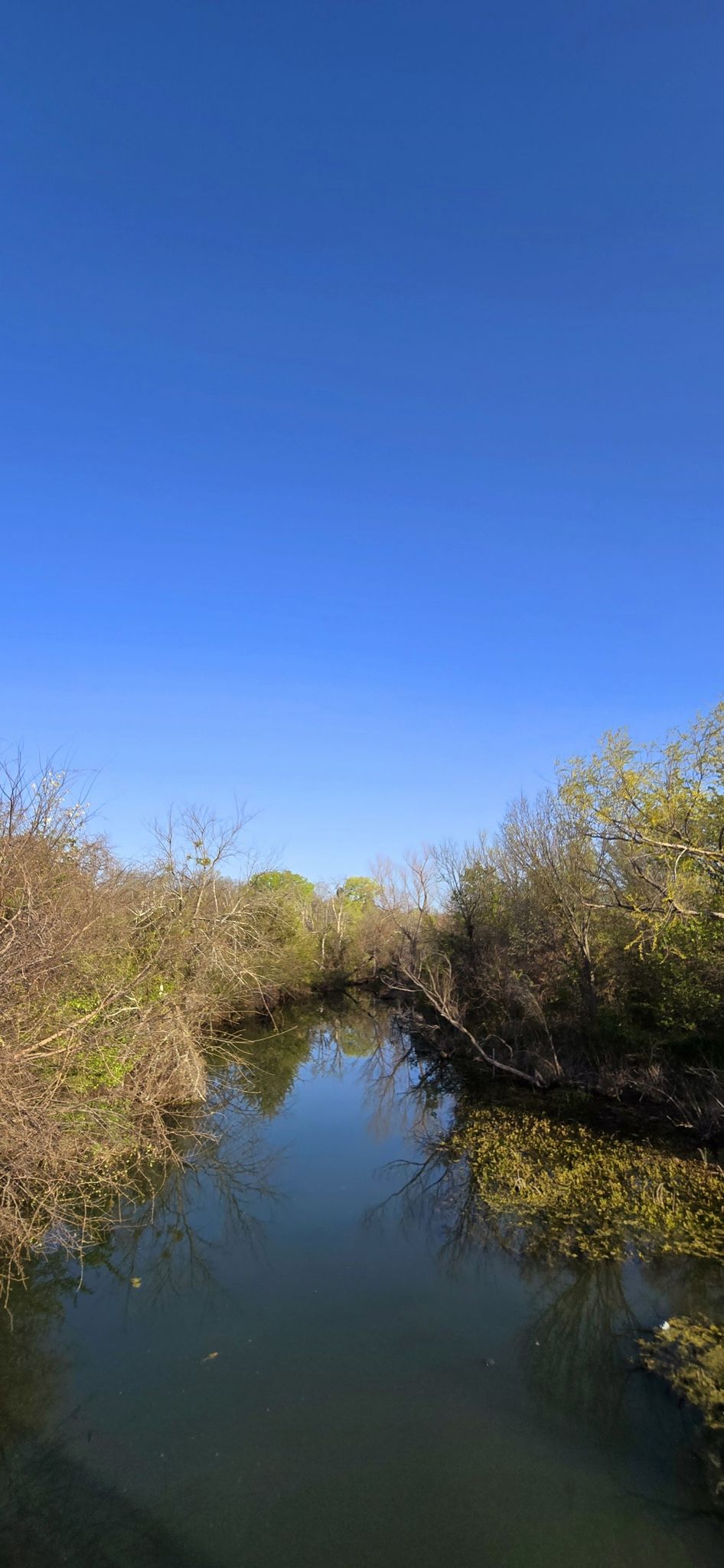 Narrow river flowing through dense green and brown foliage under a clear blue sky. - Marine Creek Lake Trail