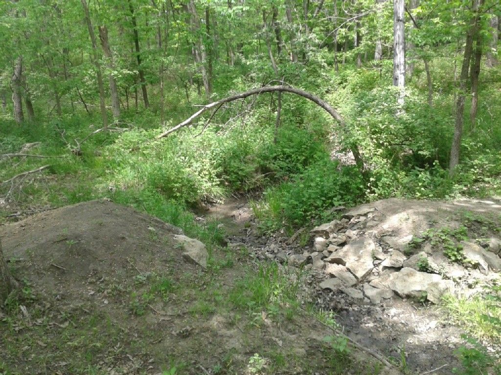 Dirt mounds and rocky path in a green, sunlit forest with a fallen branch. - Wudchuk Run Loop