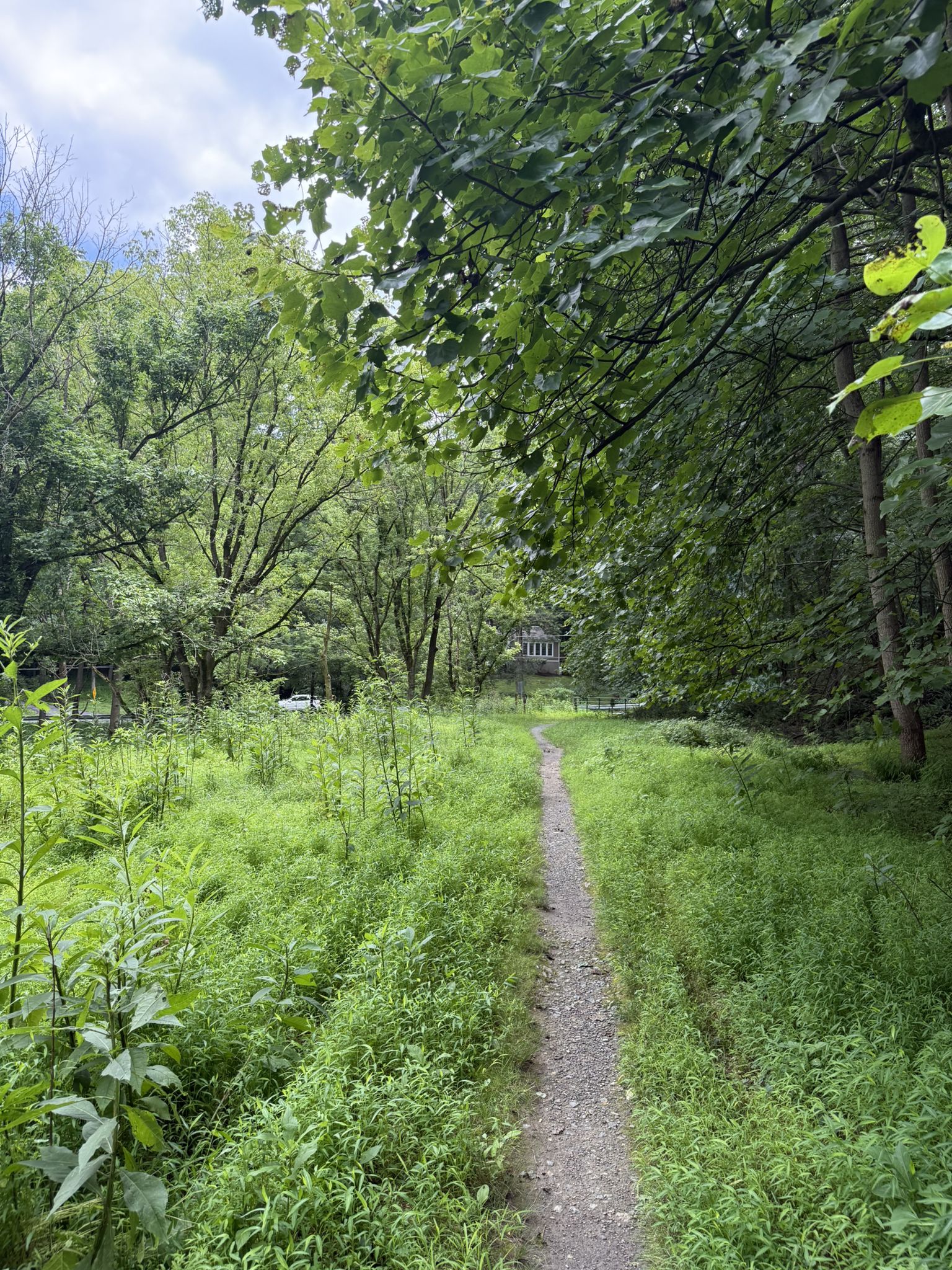 Narrow dirt path through tall green grass and dense forest. - Muddy Branch Greenway Trail