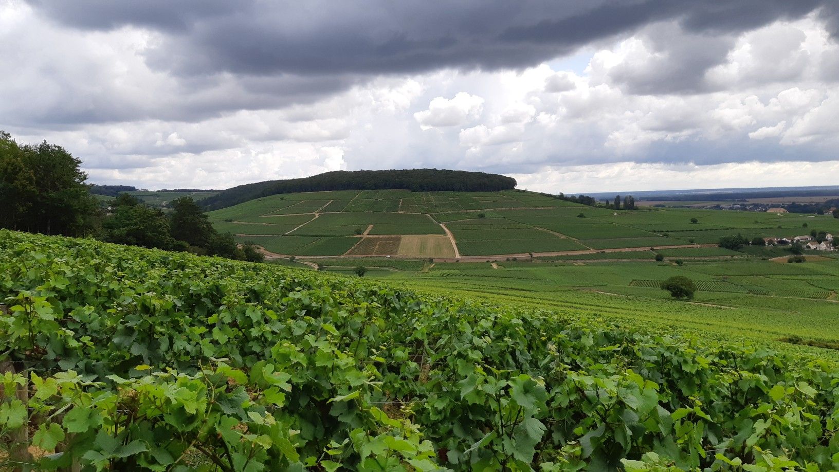 La montagne des "Corton-Charlemagne"
