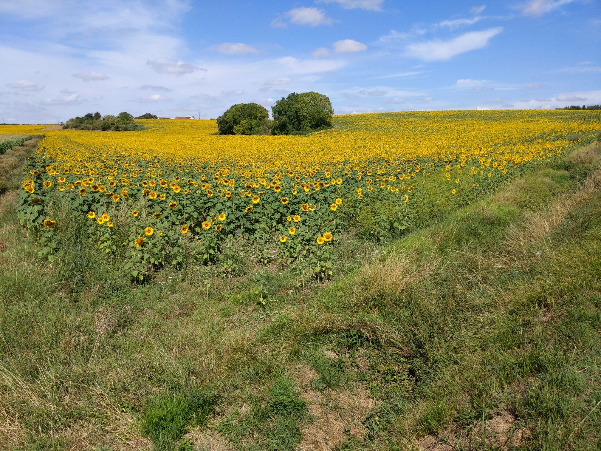 champ de tournesol