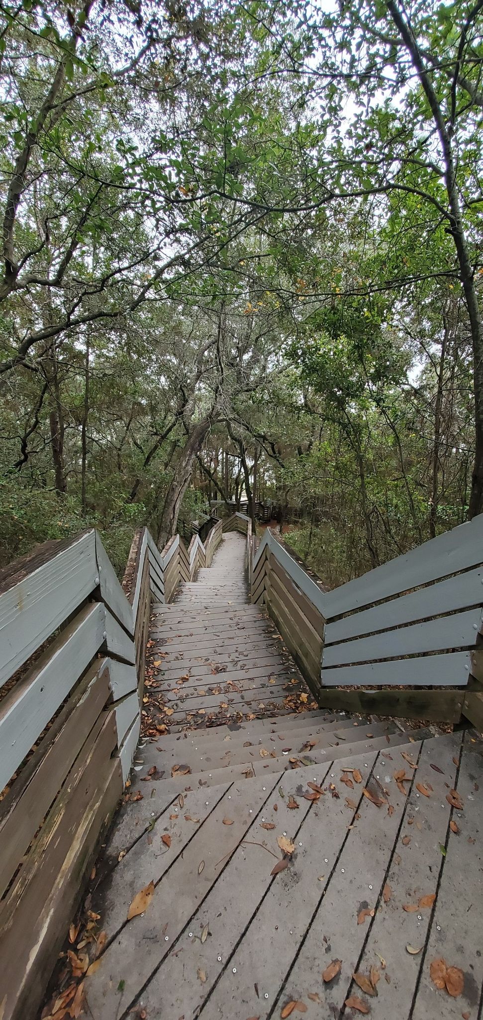 Long wooden stairs covered in leaves descend into a lush, green forest. - Bay View Park boardwalk