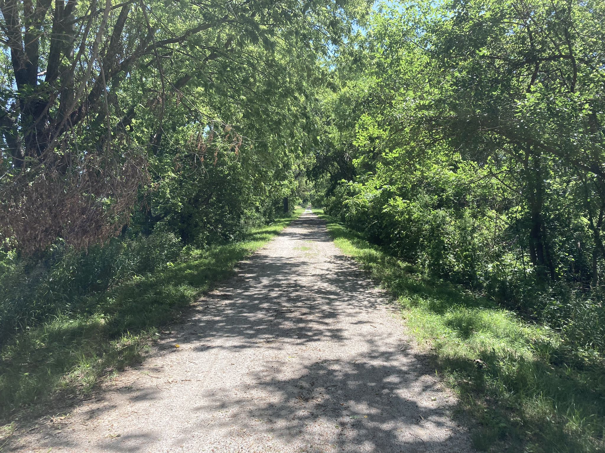 Sunny dirt path through a tunnel of lush green trees, dappled light. - David Murdock Trail