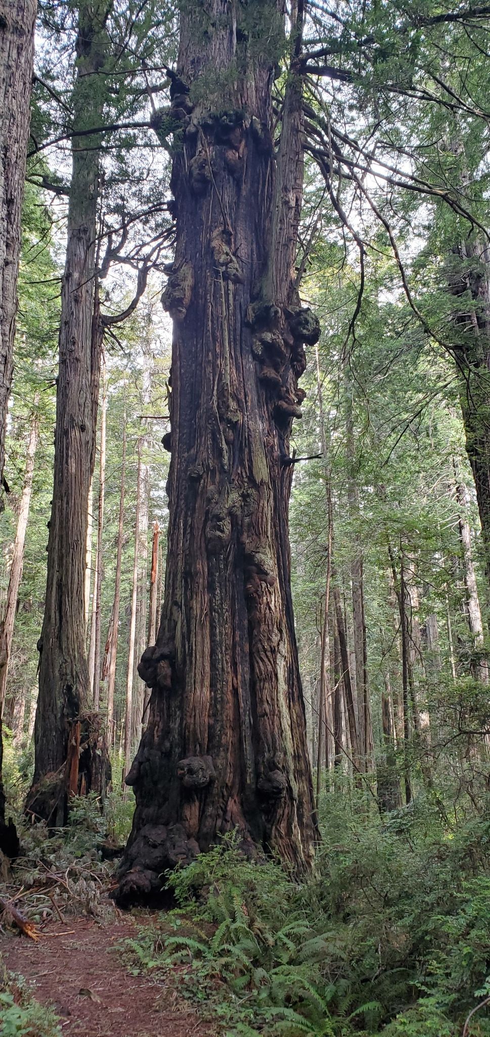 A massive, gnarled tree trunk stands tall beside a forest path. - Walk through tree loop from Campground Entrance Station