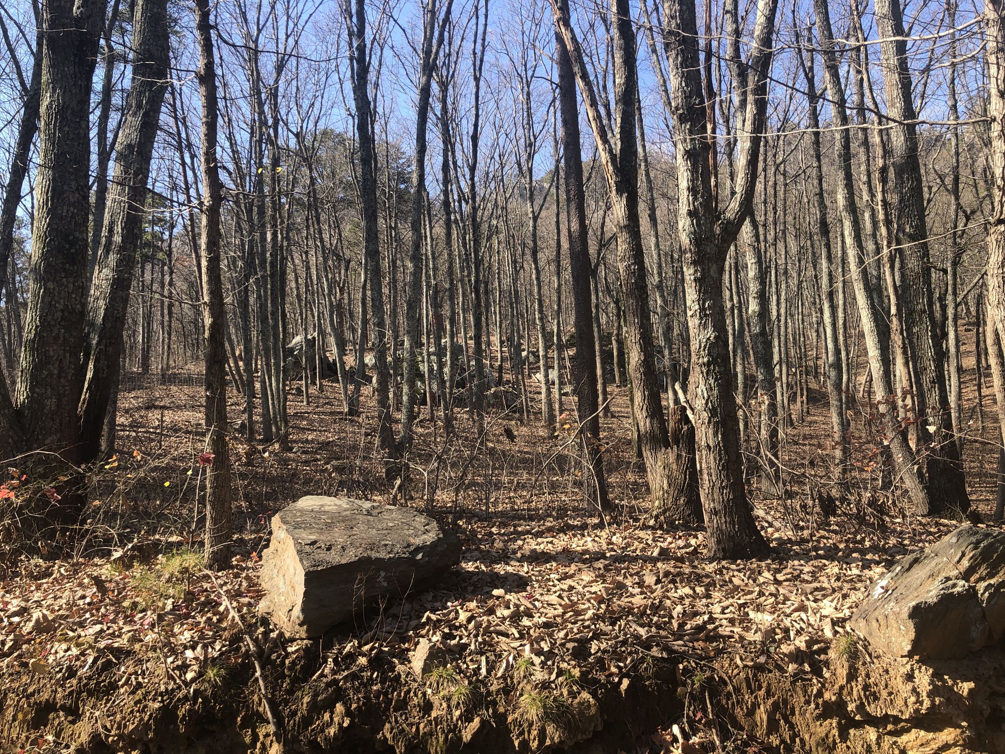 Dense forest with bare trees and fallen leaves, large rocks on the ground. - Crowders Mountain loop from Crowders Mountain