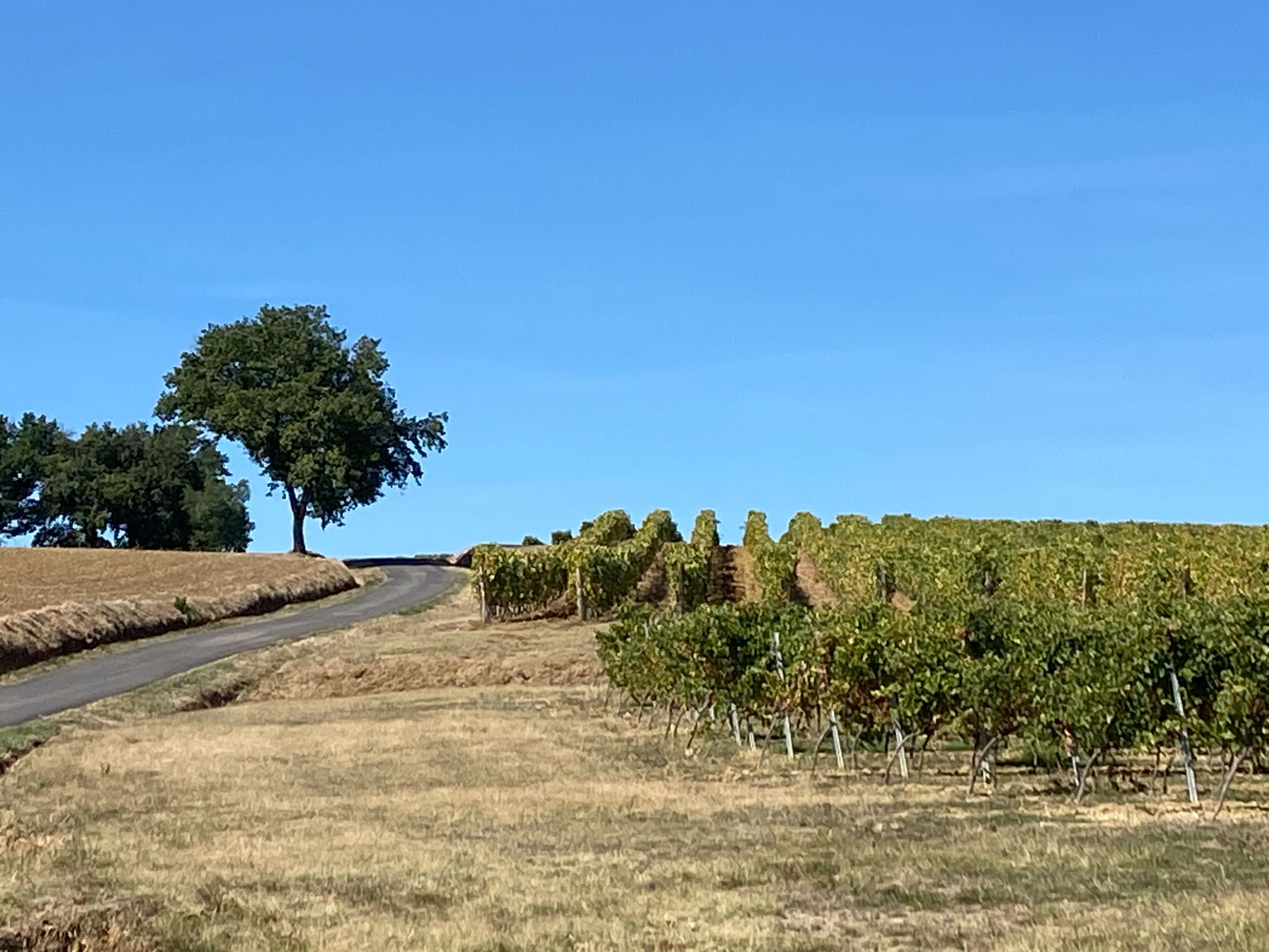 Weinanbau