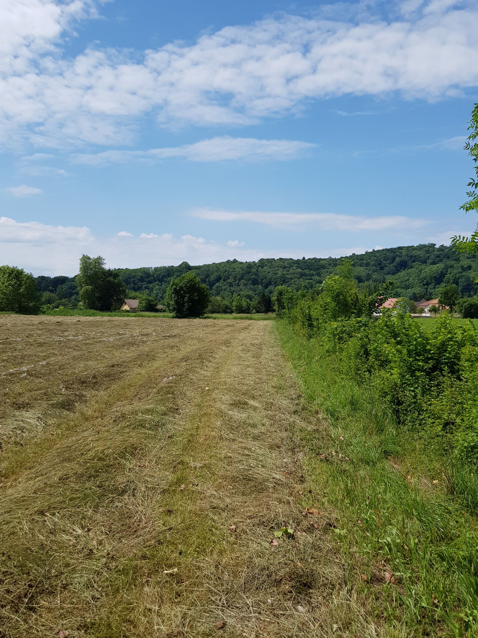 Ce bosquet délimite la commune, je passe par le pré pour en suivre le contour.