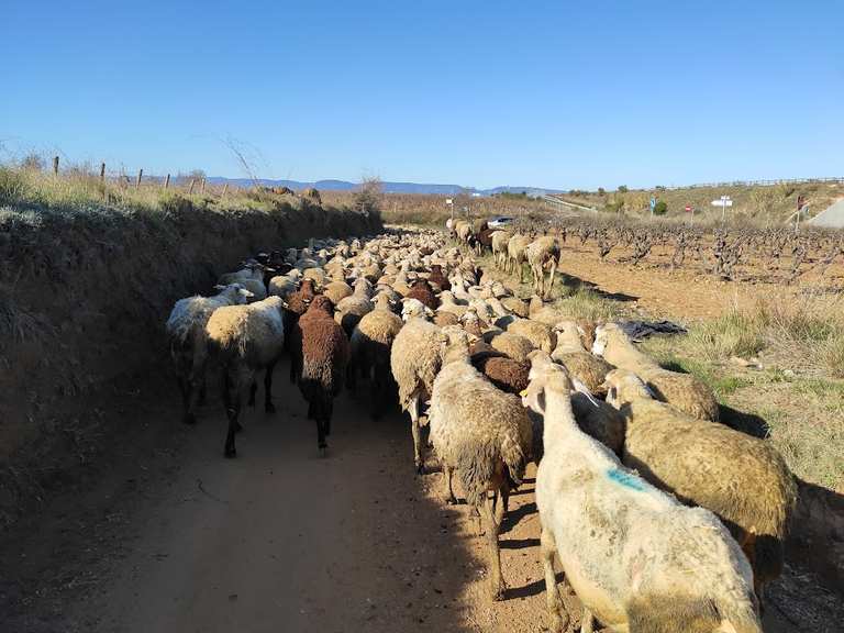 The shepherds' path – Camí Ramader de la Marina | Hiking Collection by ...