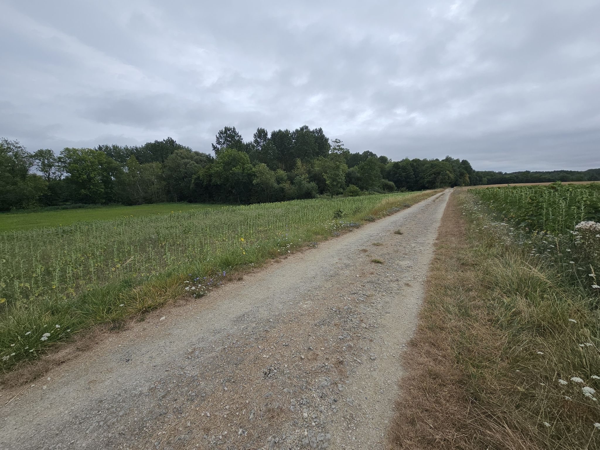 la Chiffardière