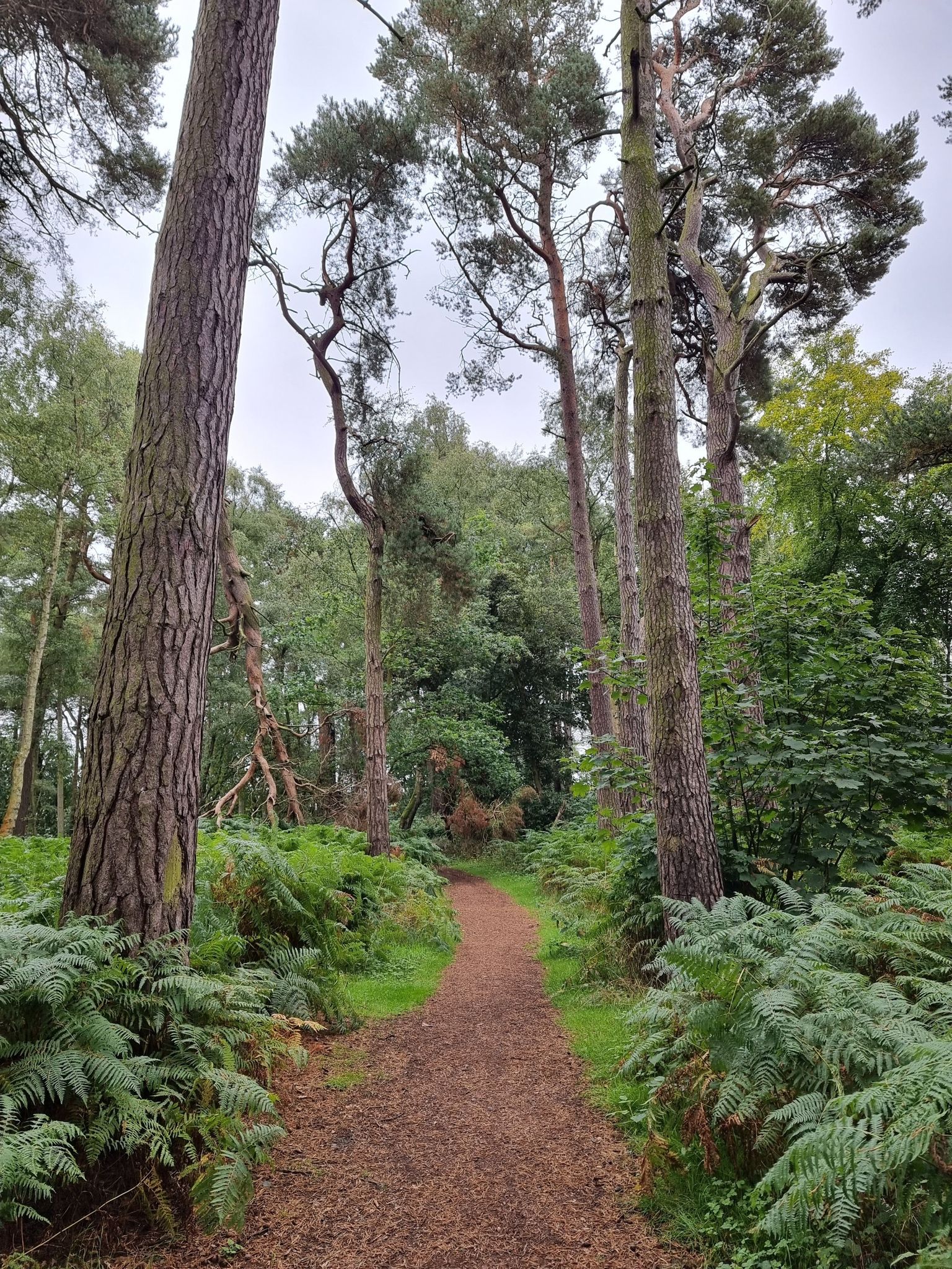 Path through Natural Wood