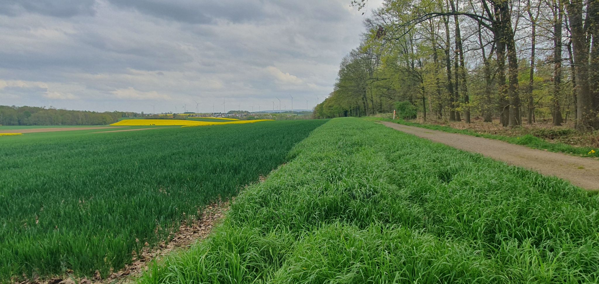Weg am oberen Waldrand  des NSG Am Hintersten Berg ,it Blick auf Baal und dahinterliegende Lövenicher Felder