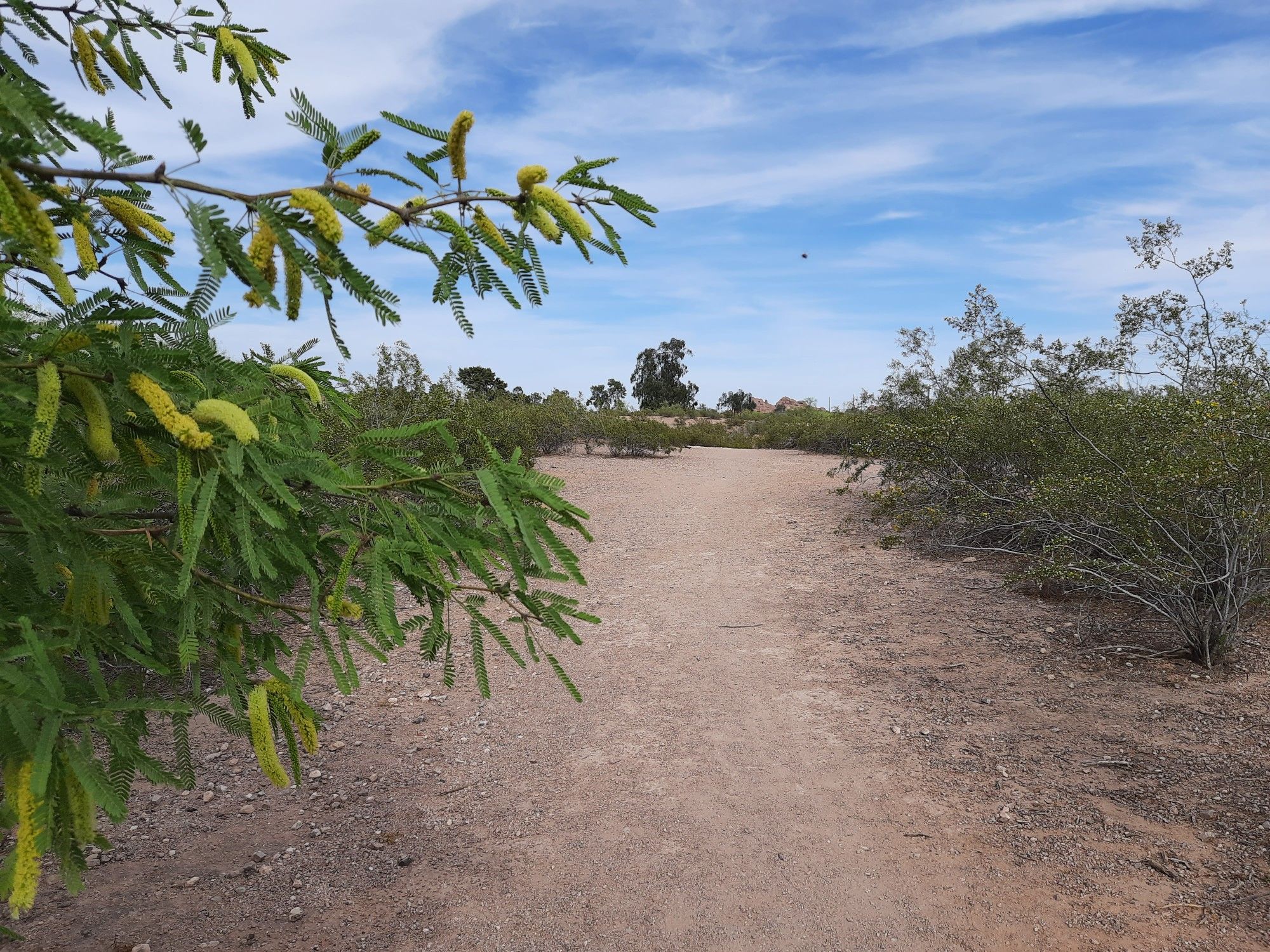 A dirt path through arid brush under a bright, partly cloudy sky. - Papago Park Walking Path