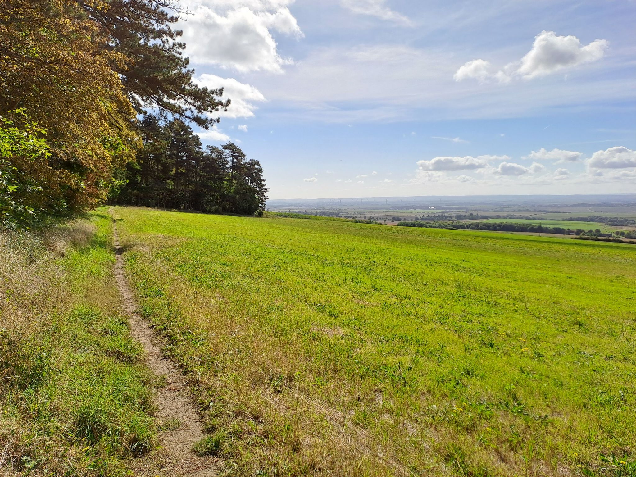 Elm: Pfad am Waldrand