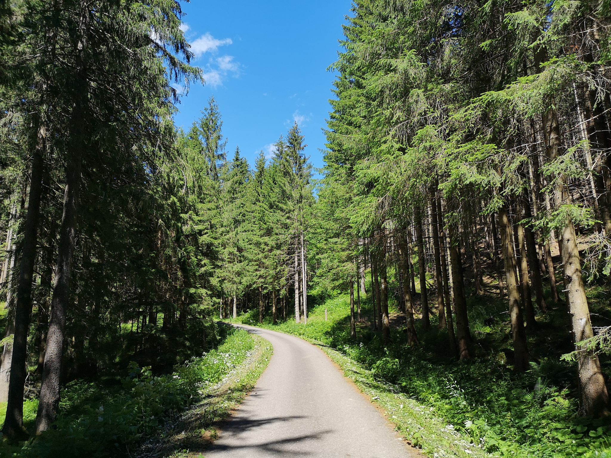 kurzer Asphaltabschnitt durch den Wald