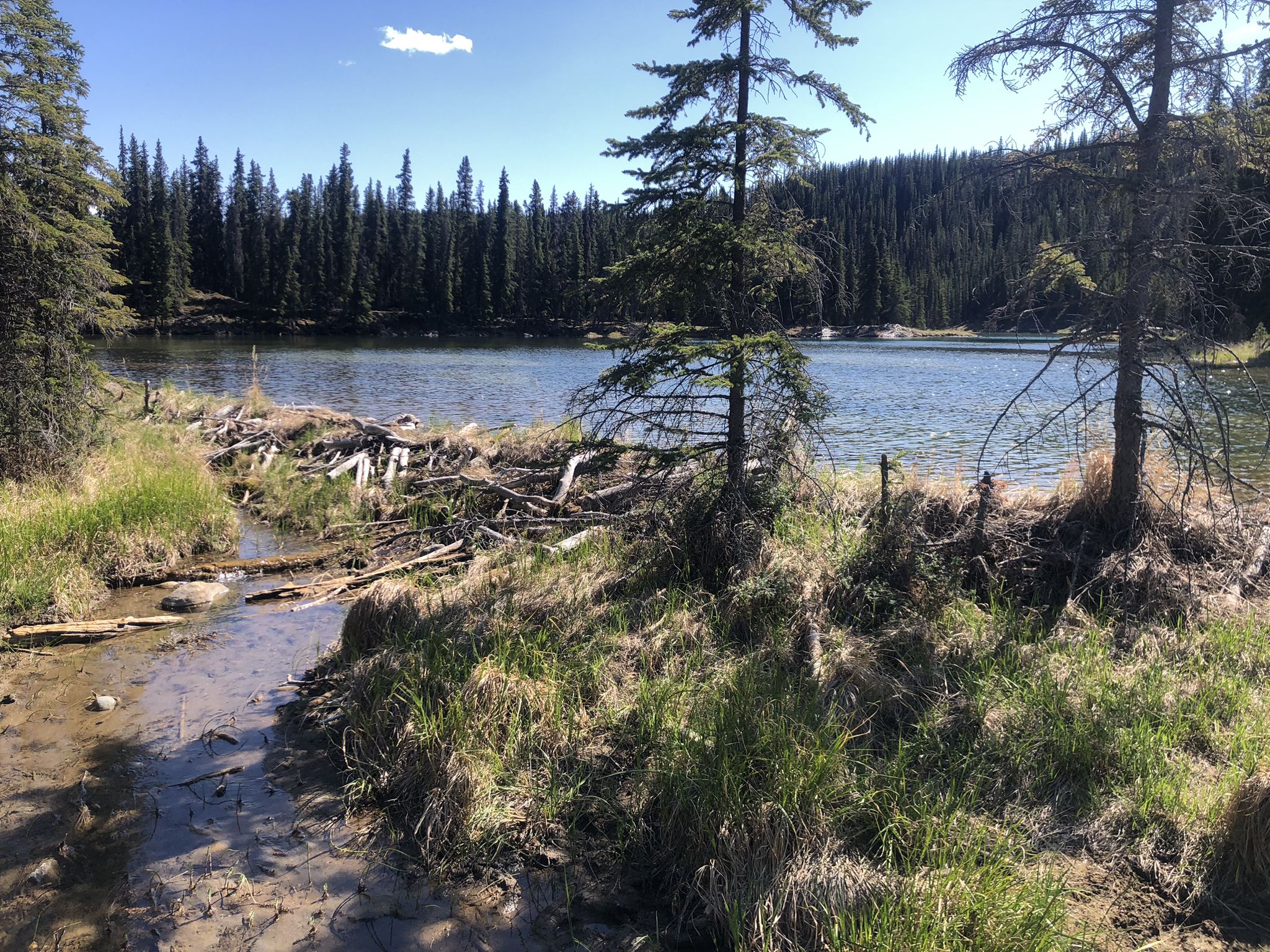 Stream flowing into a lake with a beaver dam, surrounded by grass and pine trees. - Taiga Loop and Horseshoe Lake Trail