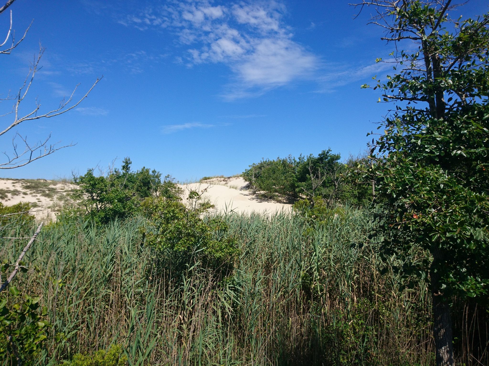 Tall green reeds and bushes in front of sandy dunes under a blue sky. - Delaware Bicycle Route 1 and Georgetown-Lewes Trail Loop